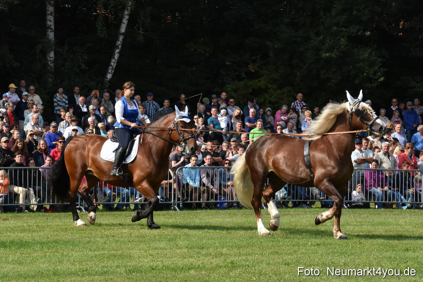 Pferde und Fohlenschau 2017 0097