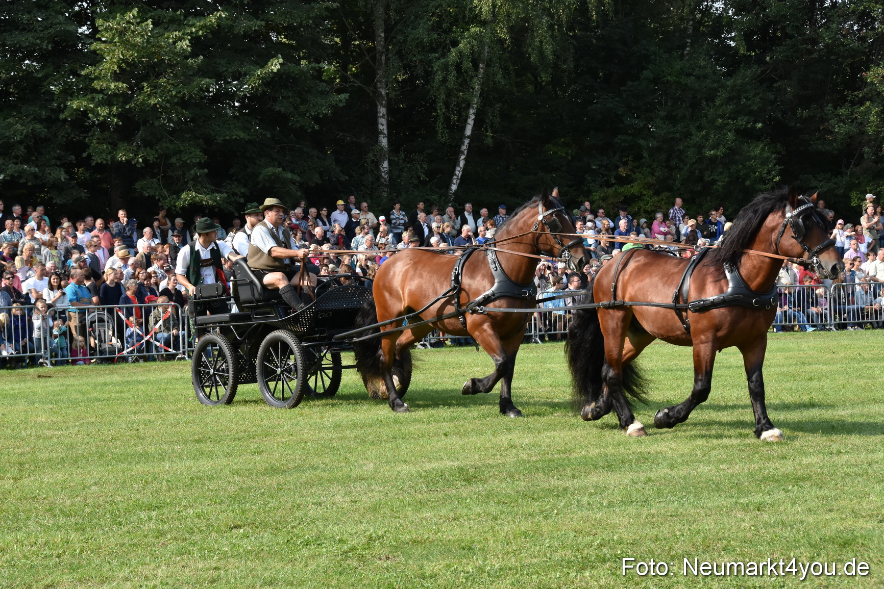 Pferde und Fohlenschau 2017 0098