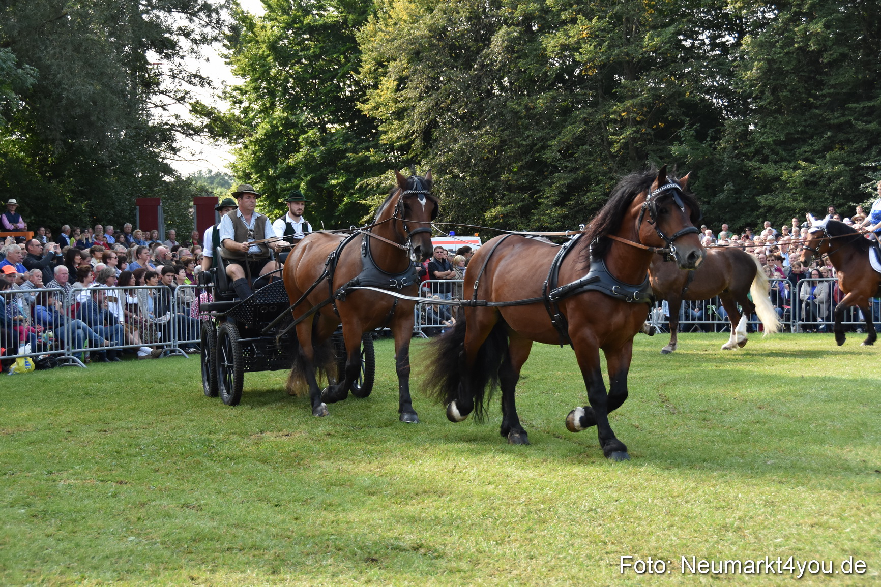 Pferde und Fohlenschau 2017 0099