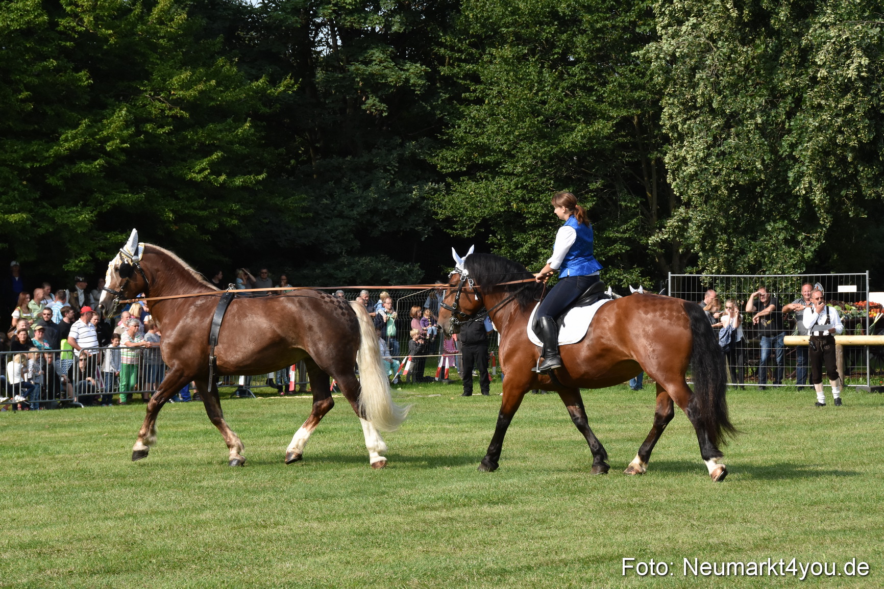 Pferde und Fohlenschau 2017 0101