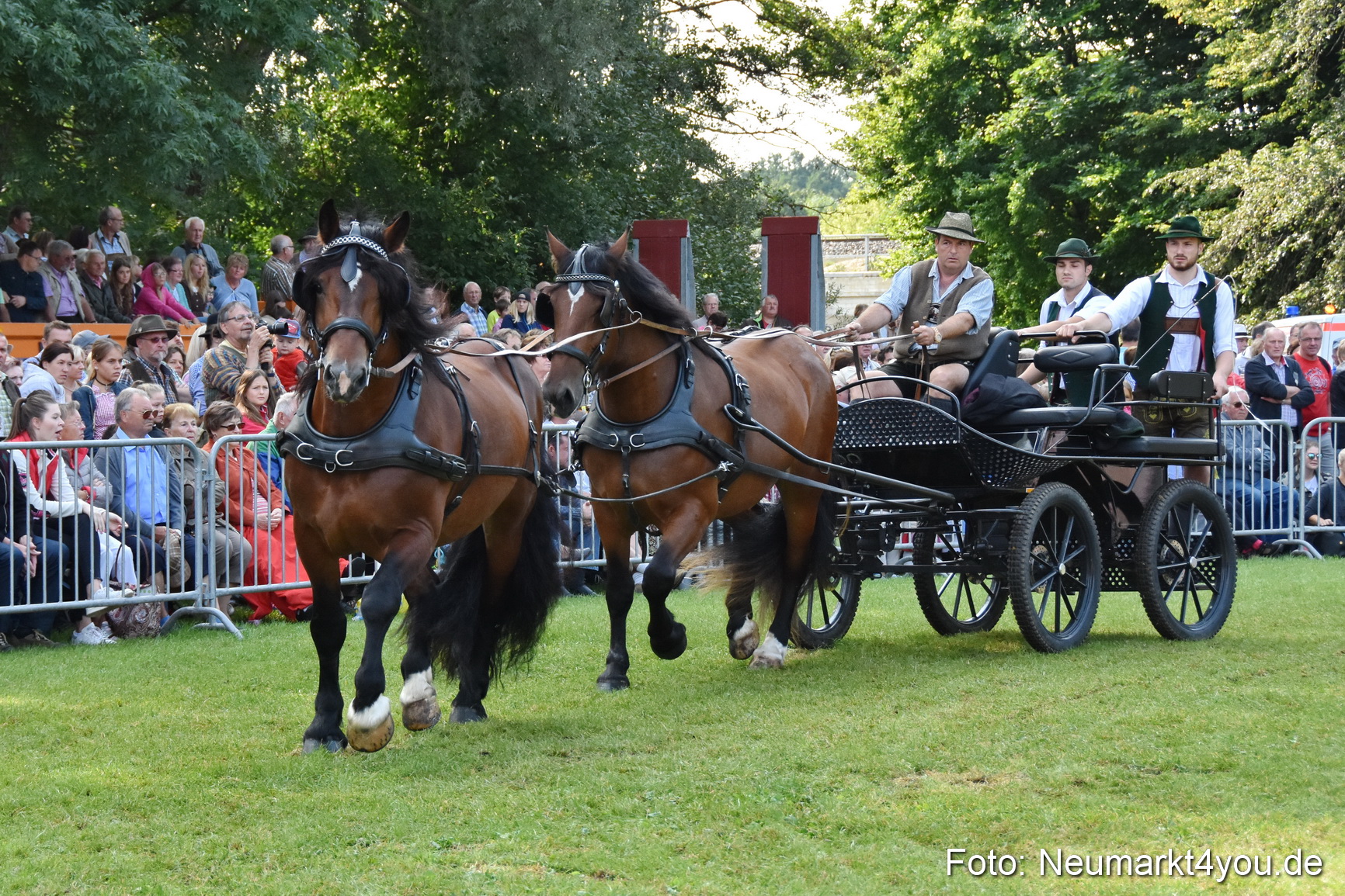 Pferde und Fohlenschau 2017 0102