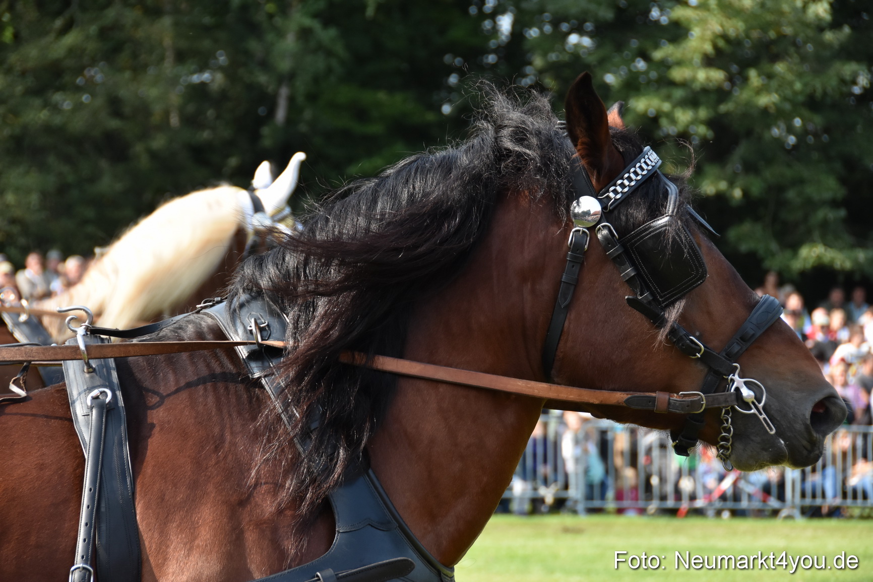 Pferde und Fohlenschau 2017 0103