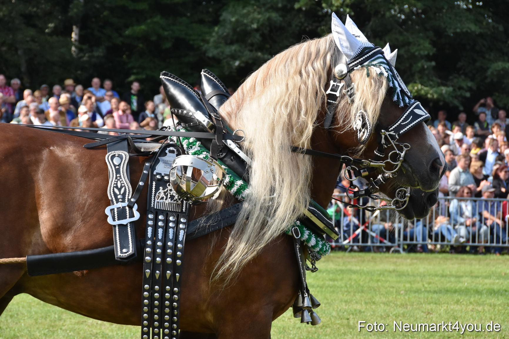 Pferde und Fohlenschau 2017 0105