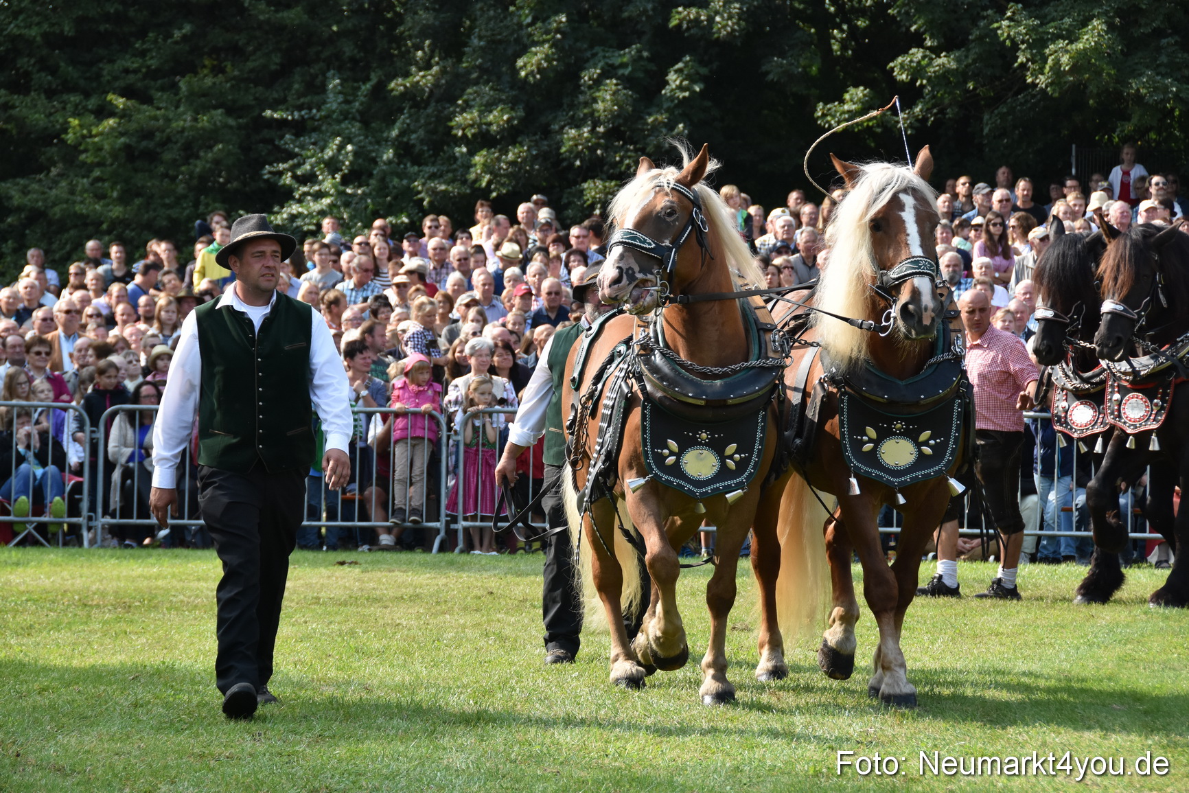 Pferde und Fohlenschau 2017 0107