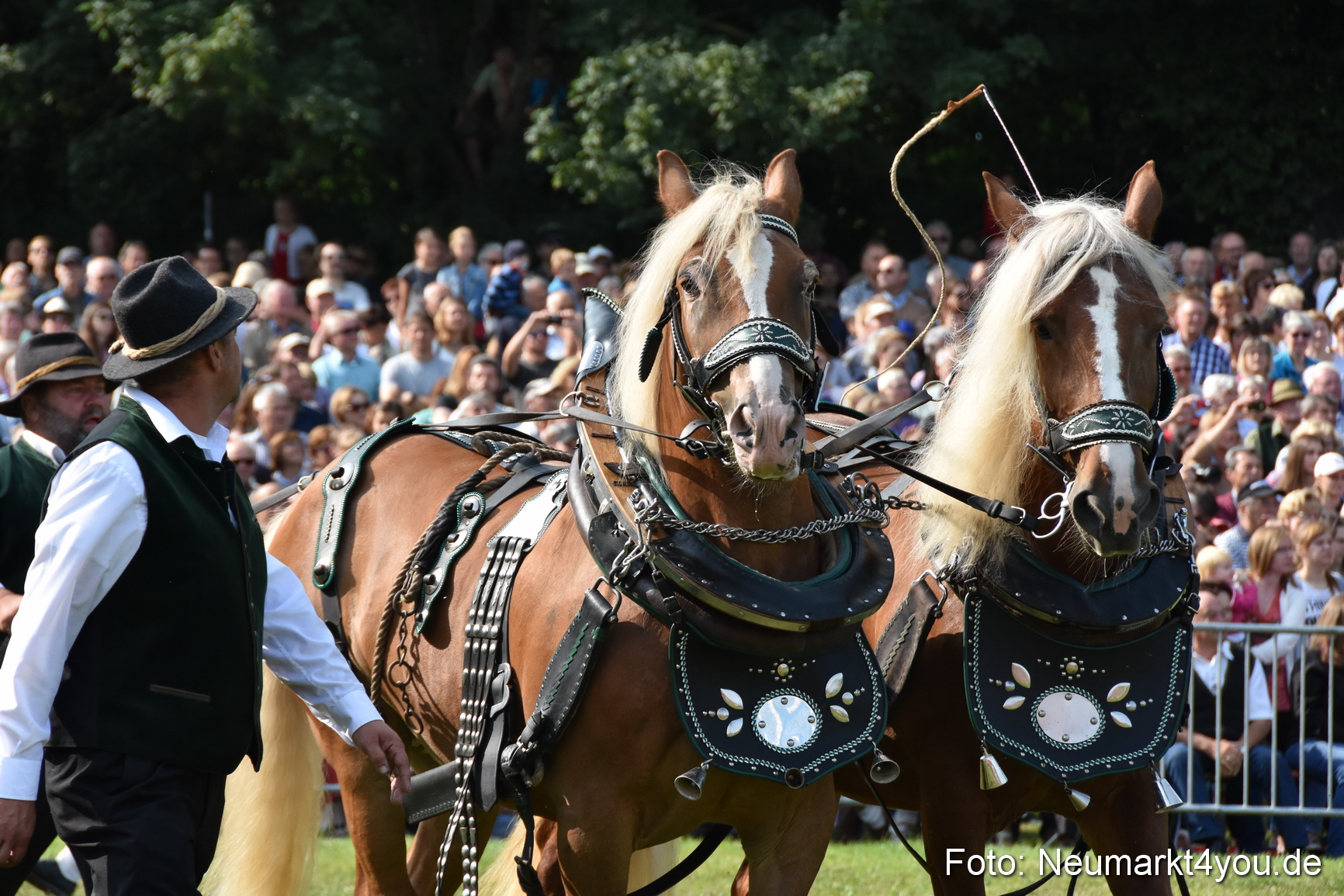 Pferde und Fohlenschau 2017 0108