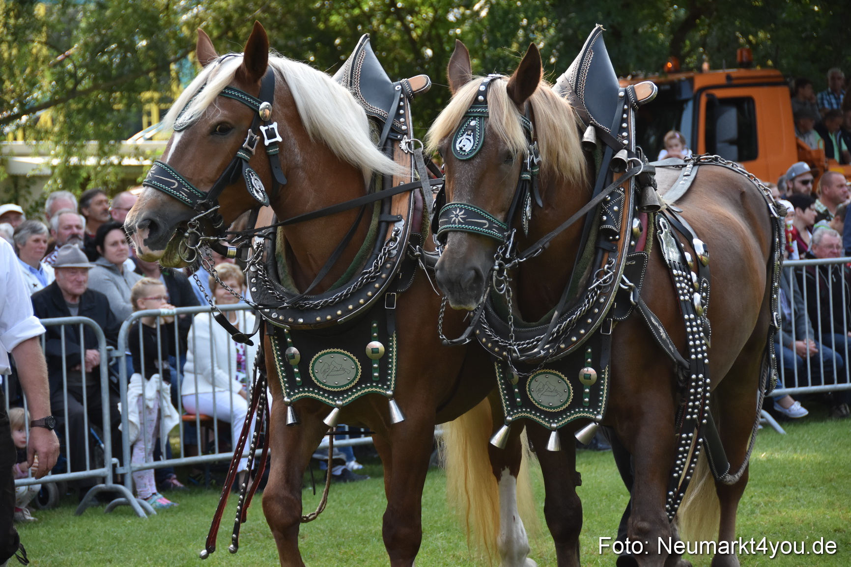 Pferde und Fohlenschau 2017 0110