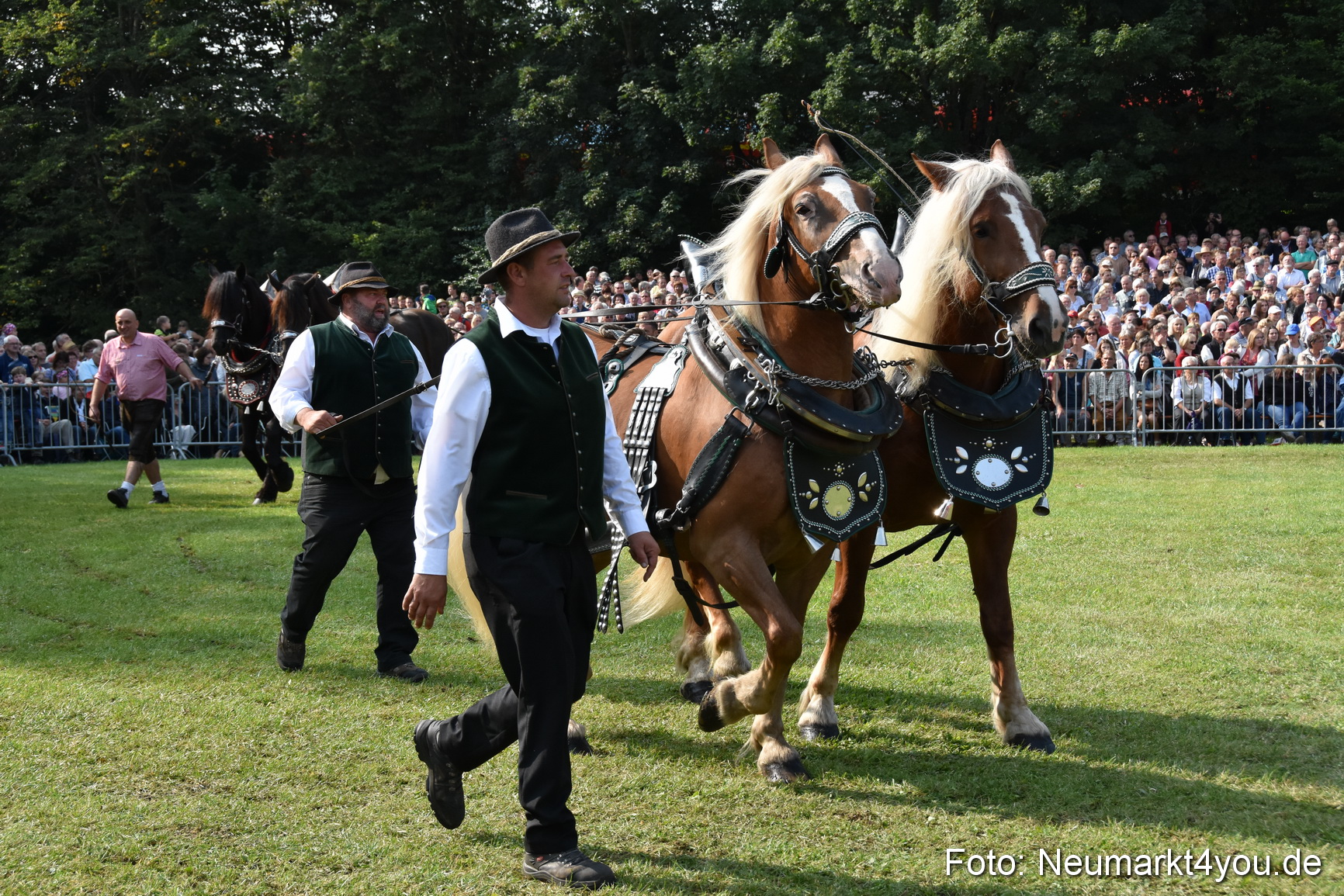 Pferde und Fohlenschau 2017 0112