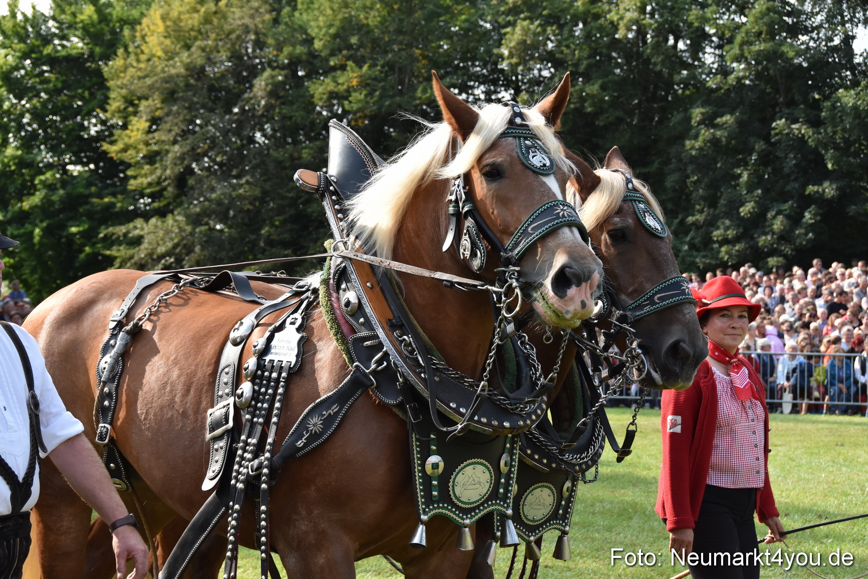 Pferde und Fohlenschau 2017 0114