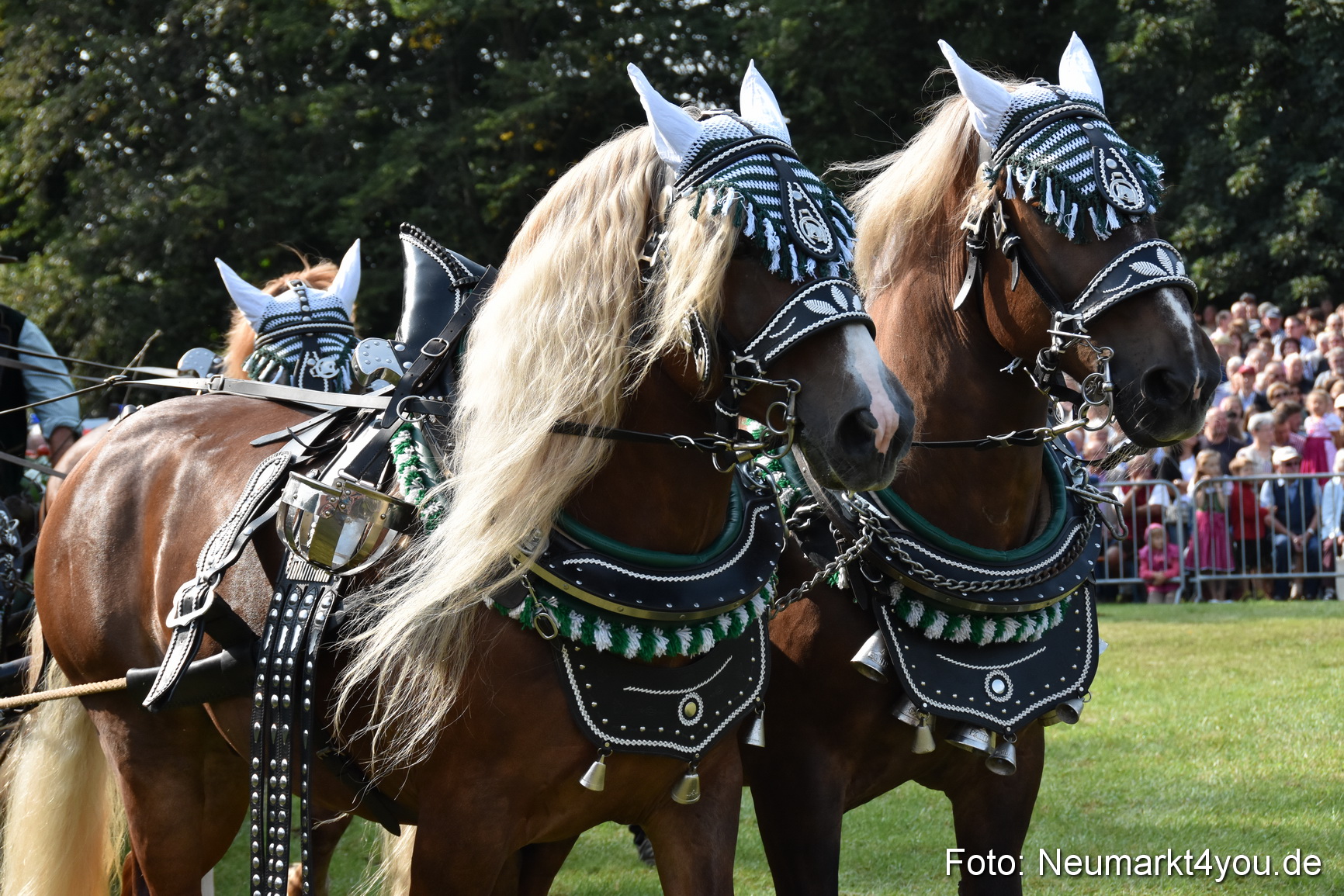 Pferde und Fohlenschau 2017 0116