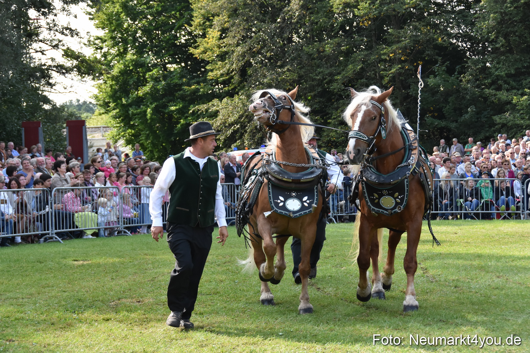Pferde und Fohlenschau 2017 0117