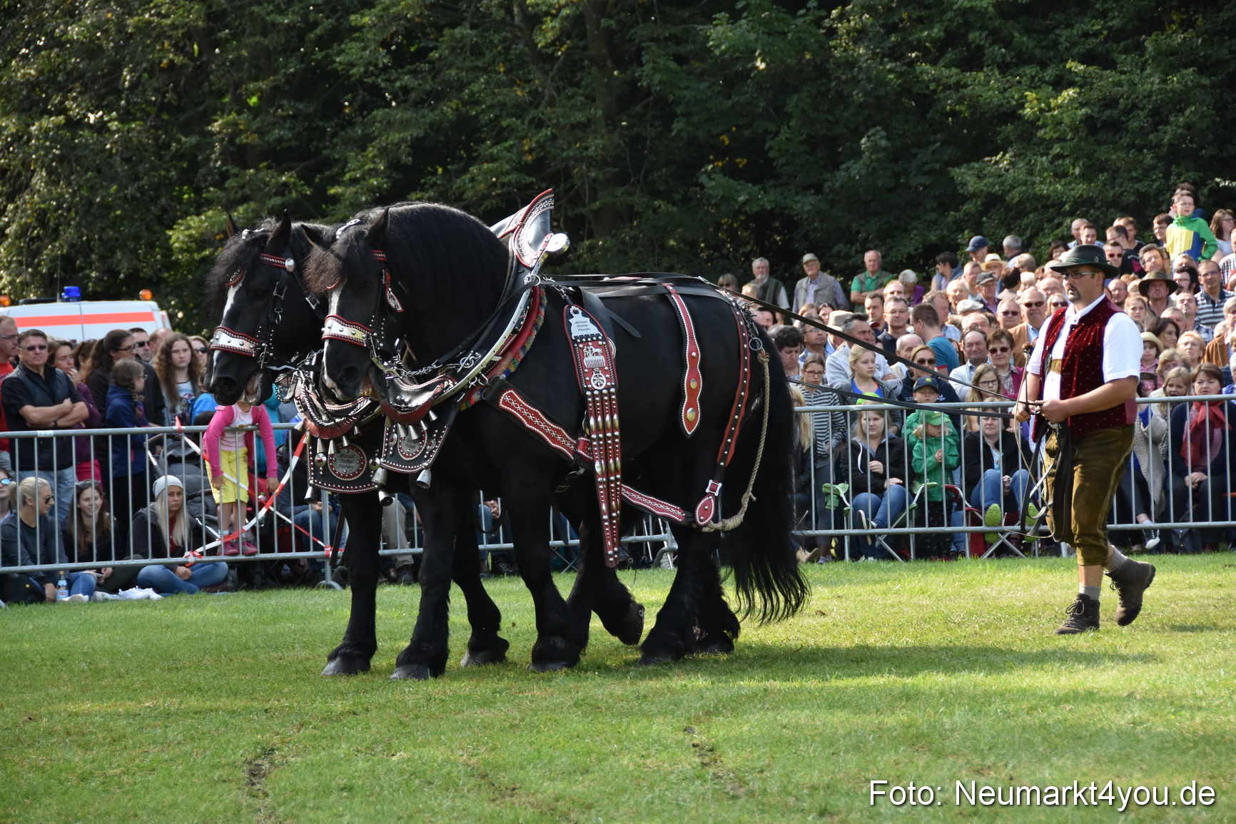 Pferde und Fohlenschau 2017 0118