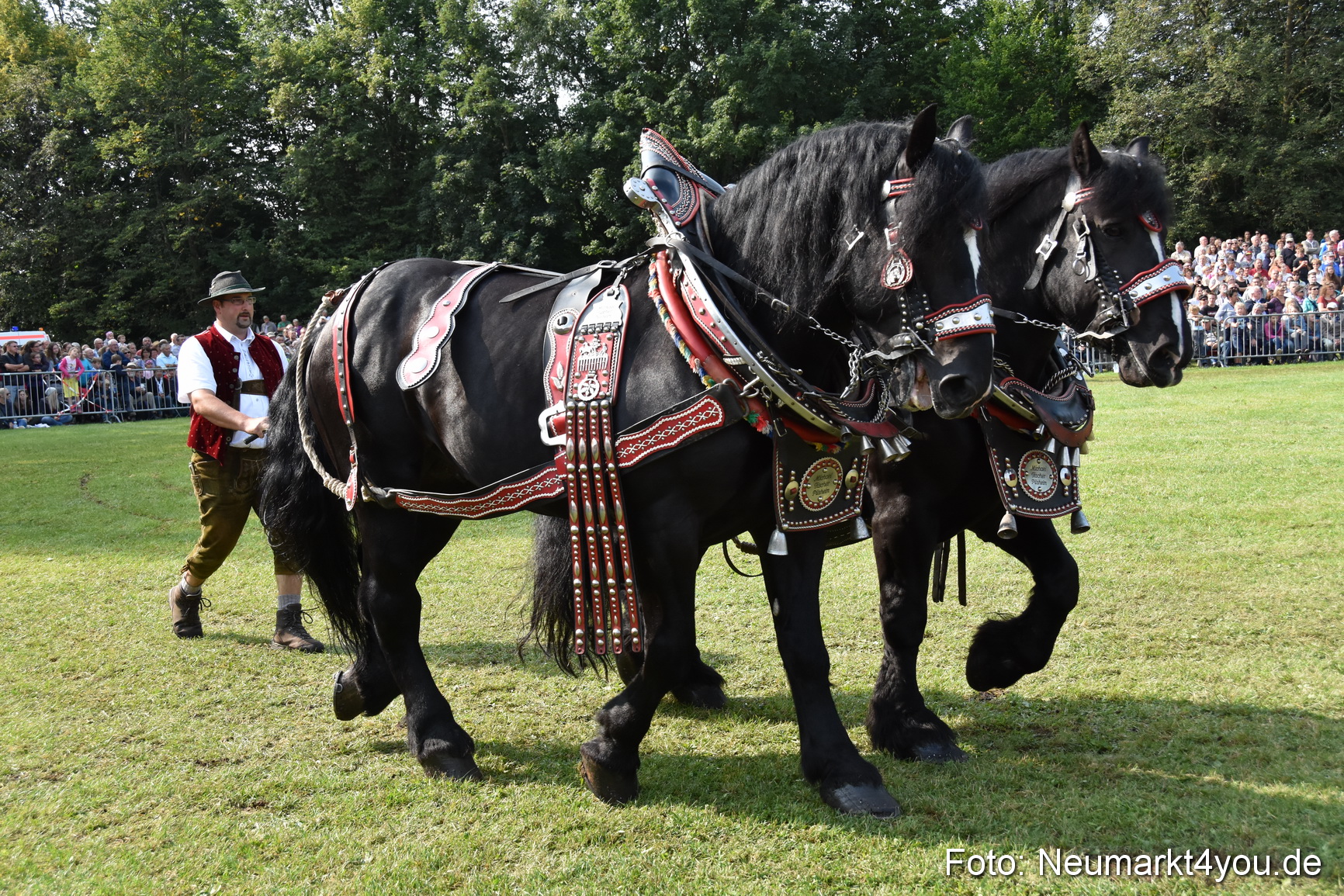 Pferde und Fohlenschau 2017 0119