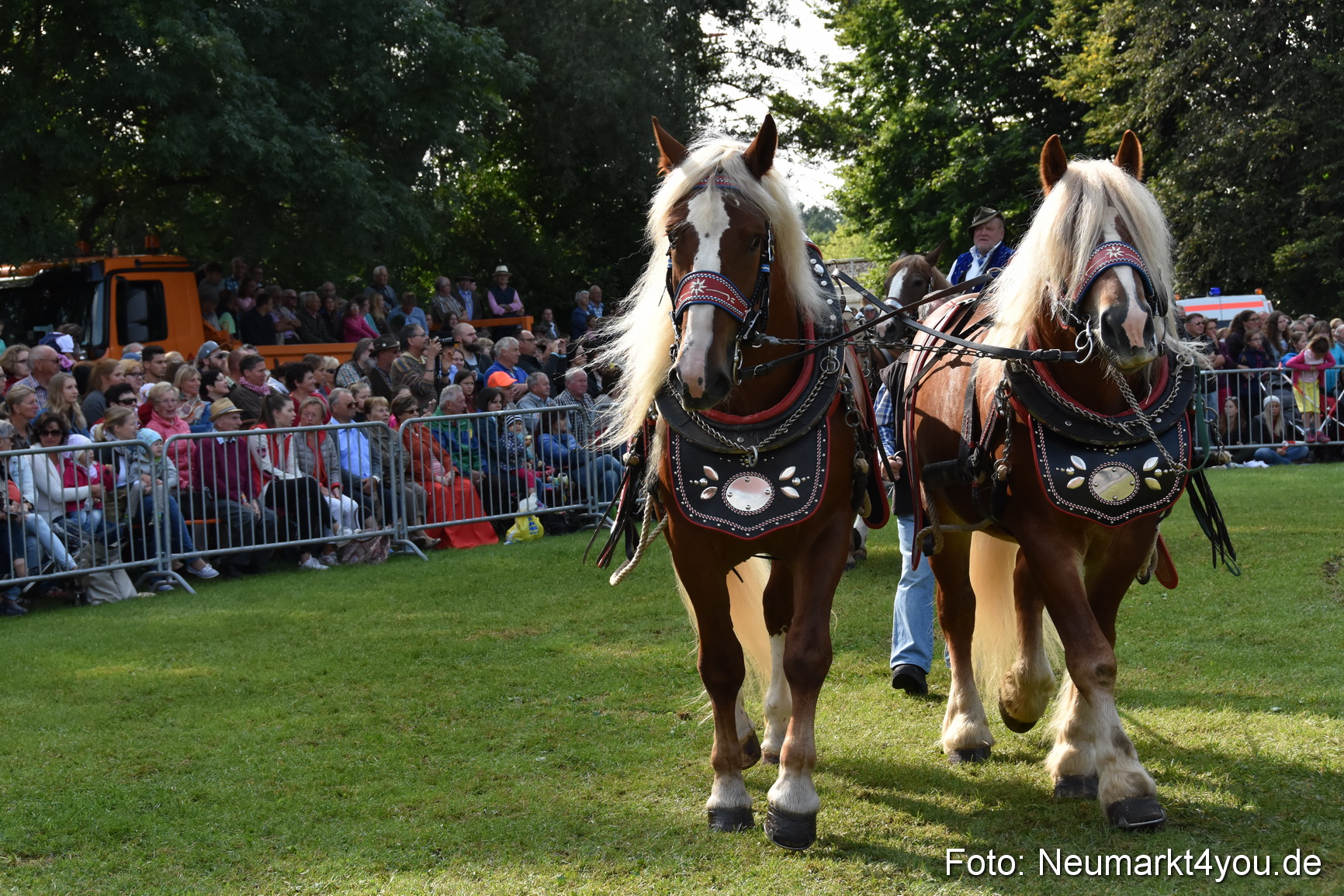 Pferde und Fohlenschau 2017 0120
