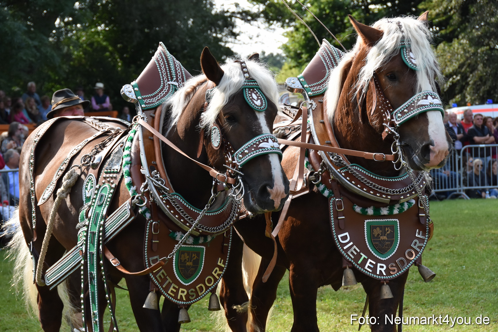 Pferde und Fohlenschau 2017 0121