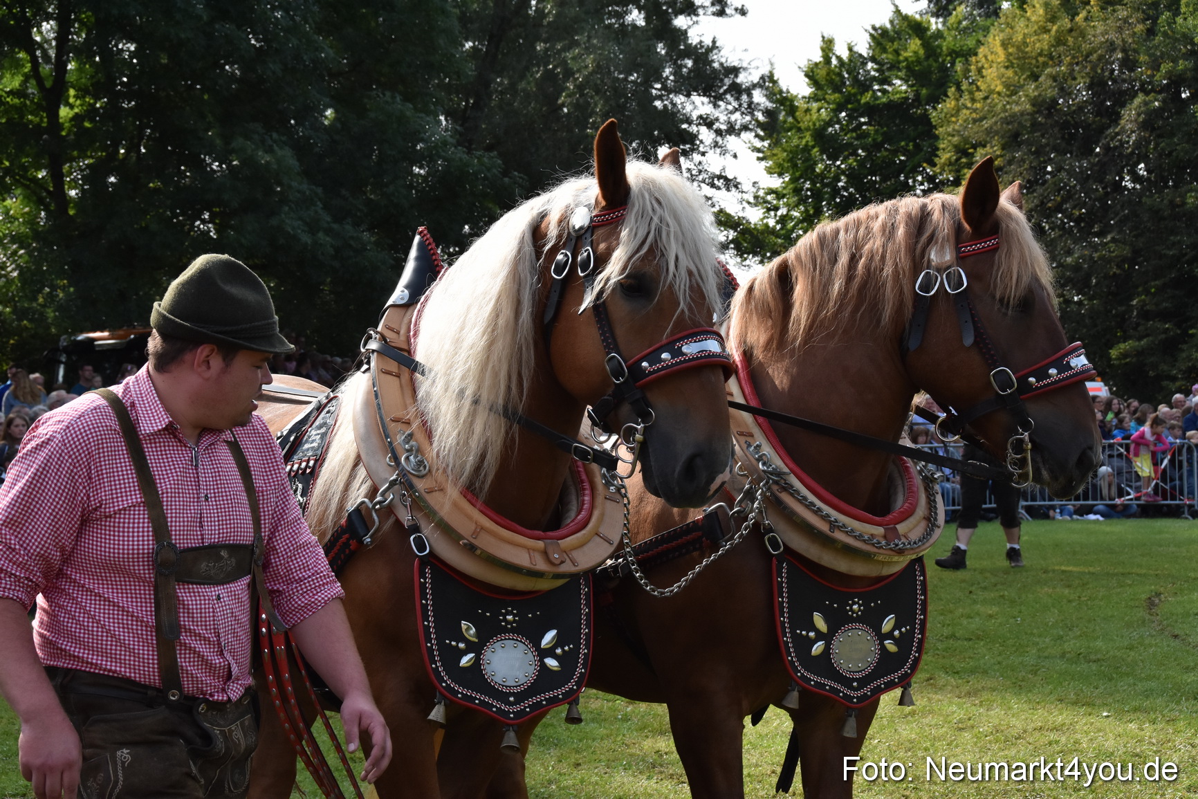 Pferde und Fohlenschau 2017 0124