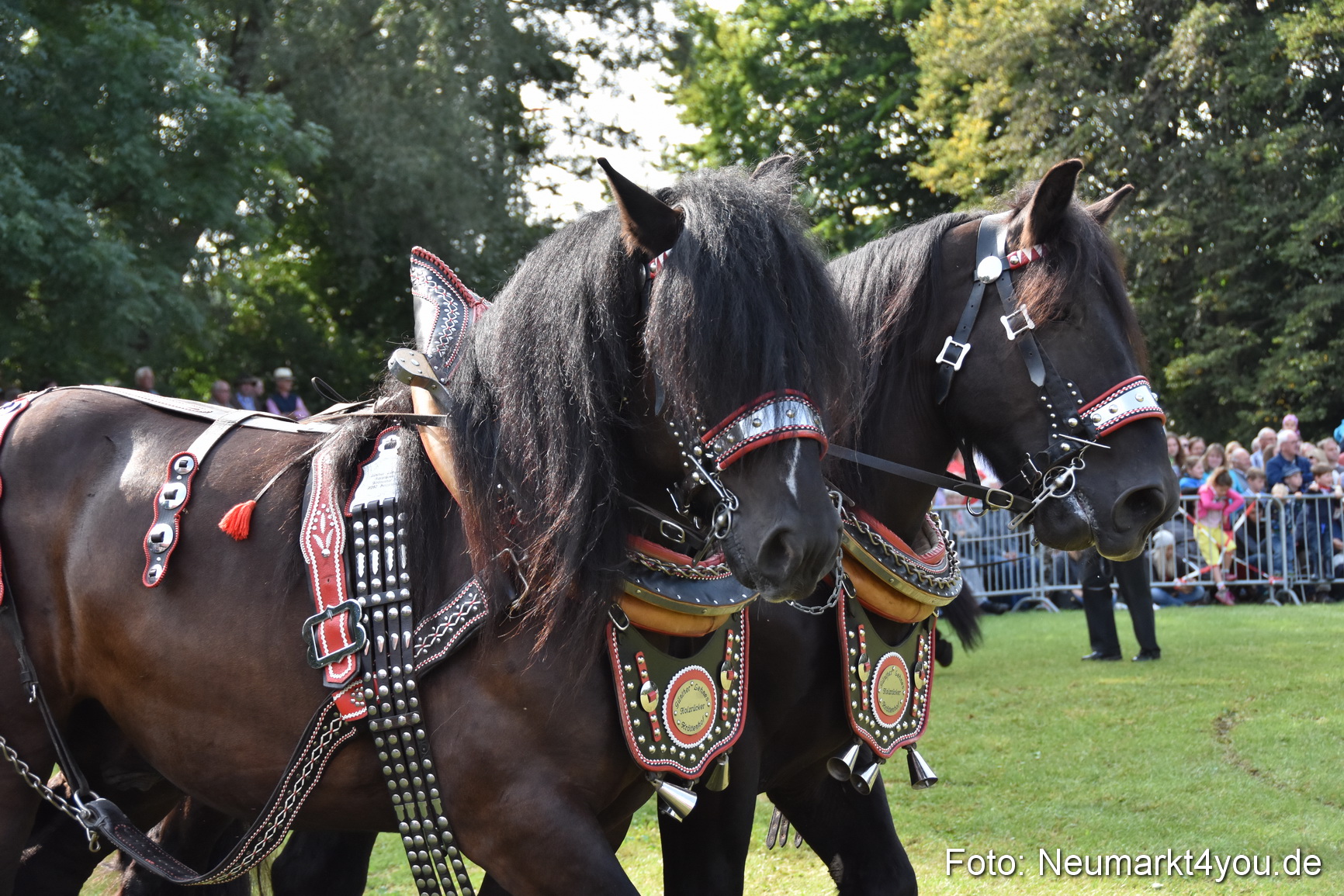 Pferde und Fohlenschau 2017 0125