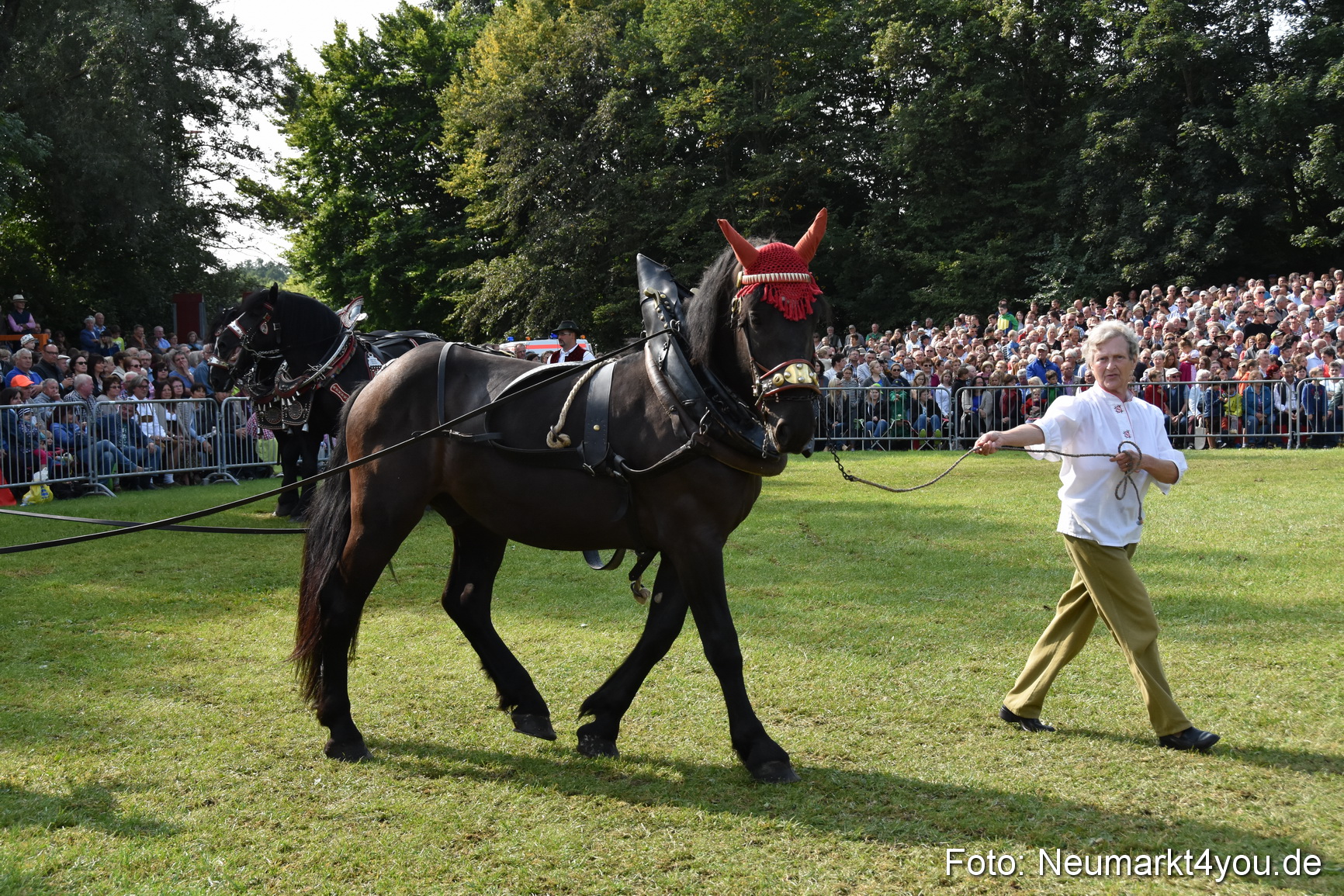 Pferde und Fohlenschau 2017 0126