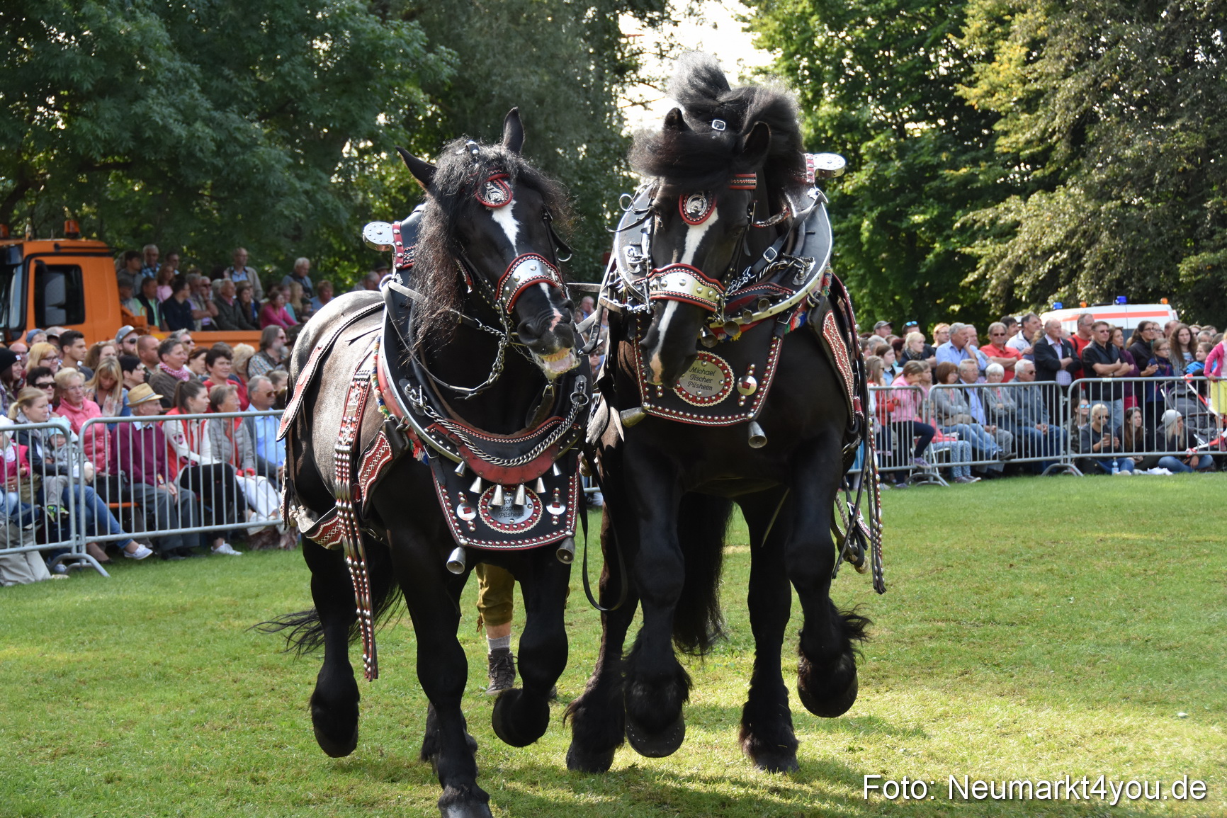 Pferde und Fohlenschau 2017 0127