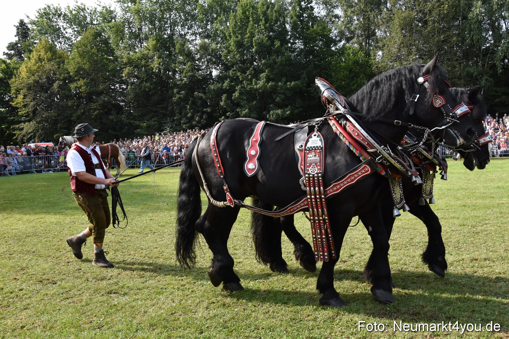 Pferde und Fohlenschau 2017 0128