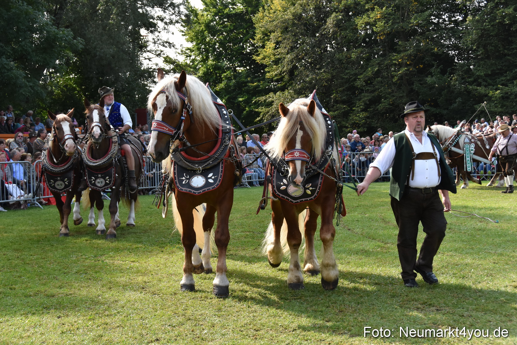 Pferde und Fohlenschau 2017 0129
