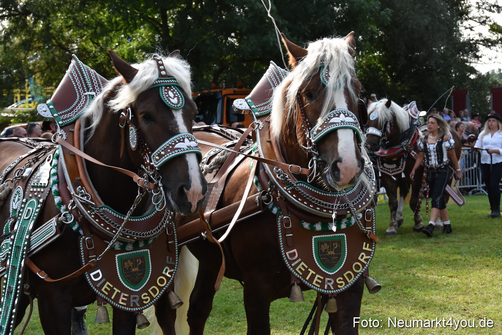 Pferde und Fohlenschau 2017 0131