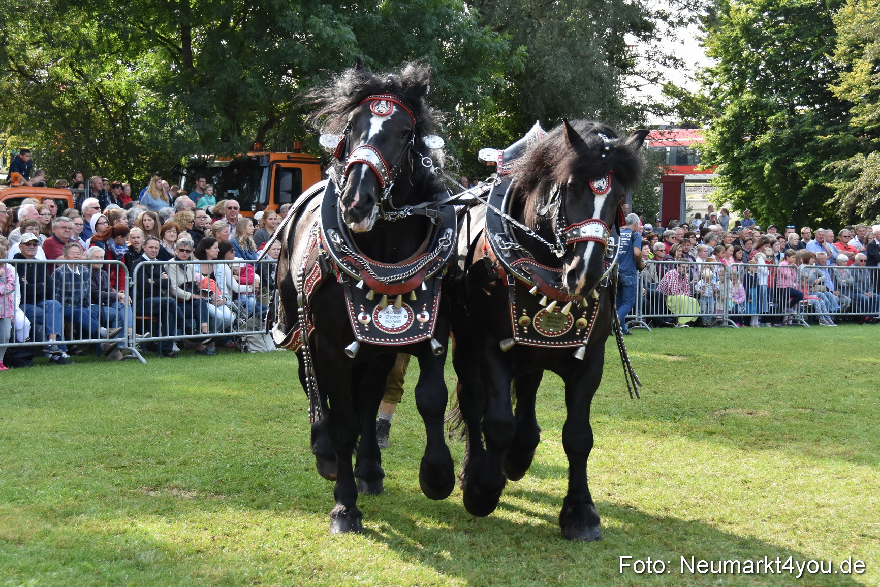 Pferde und Fohlenschau 2017 0134