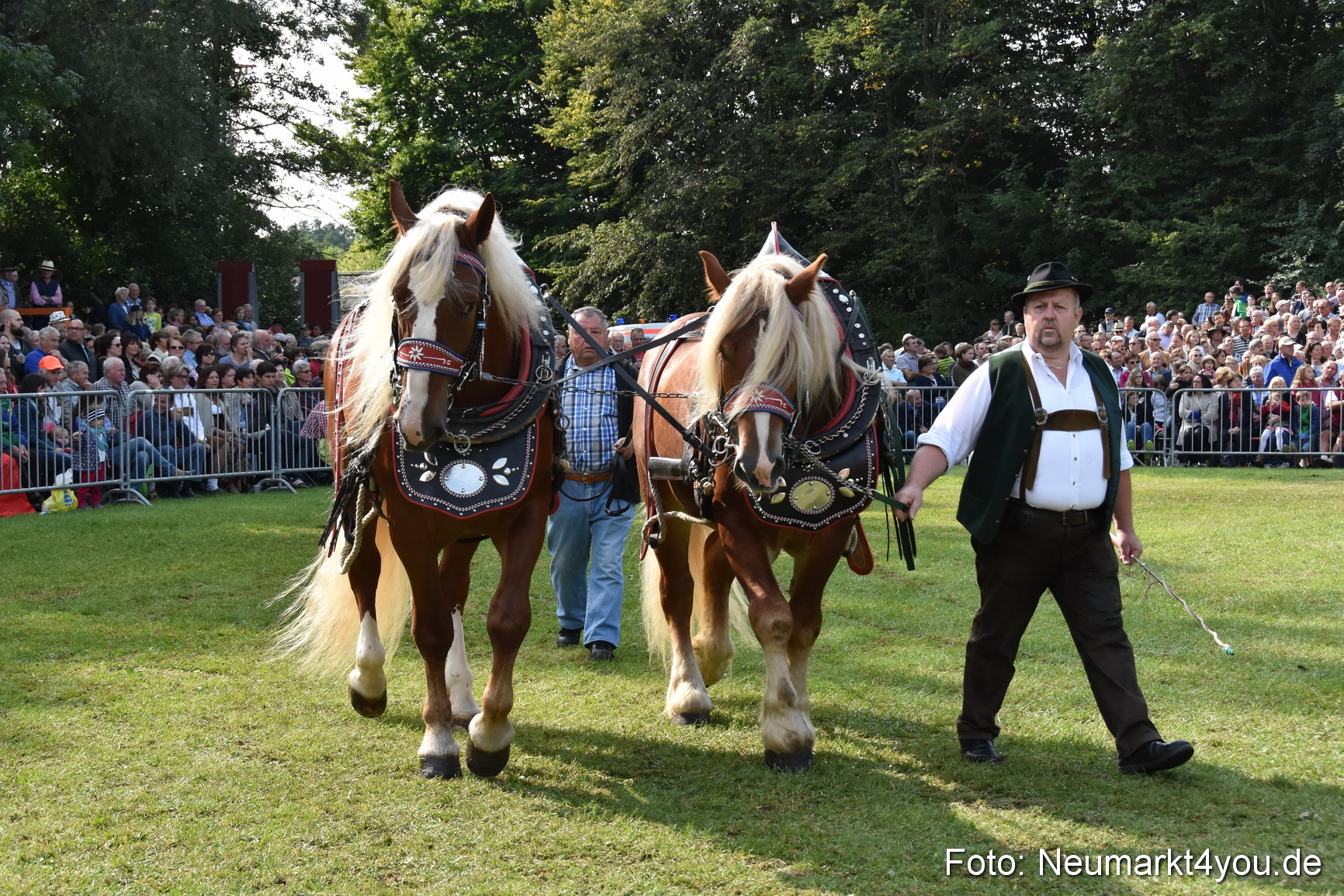 Pferde und Fohlenschau 2017 0135