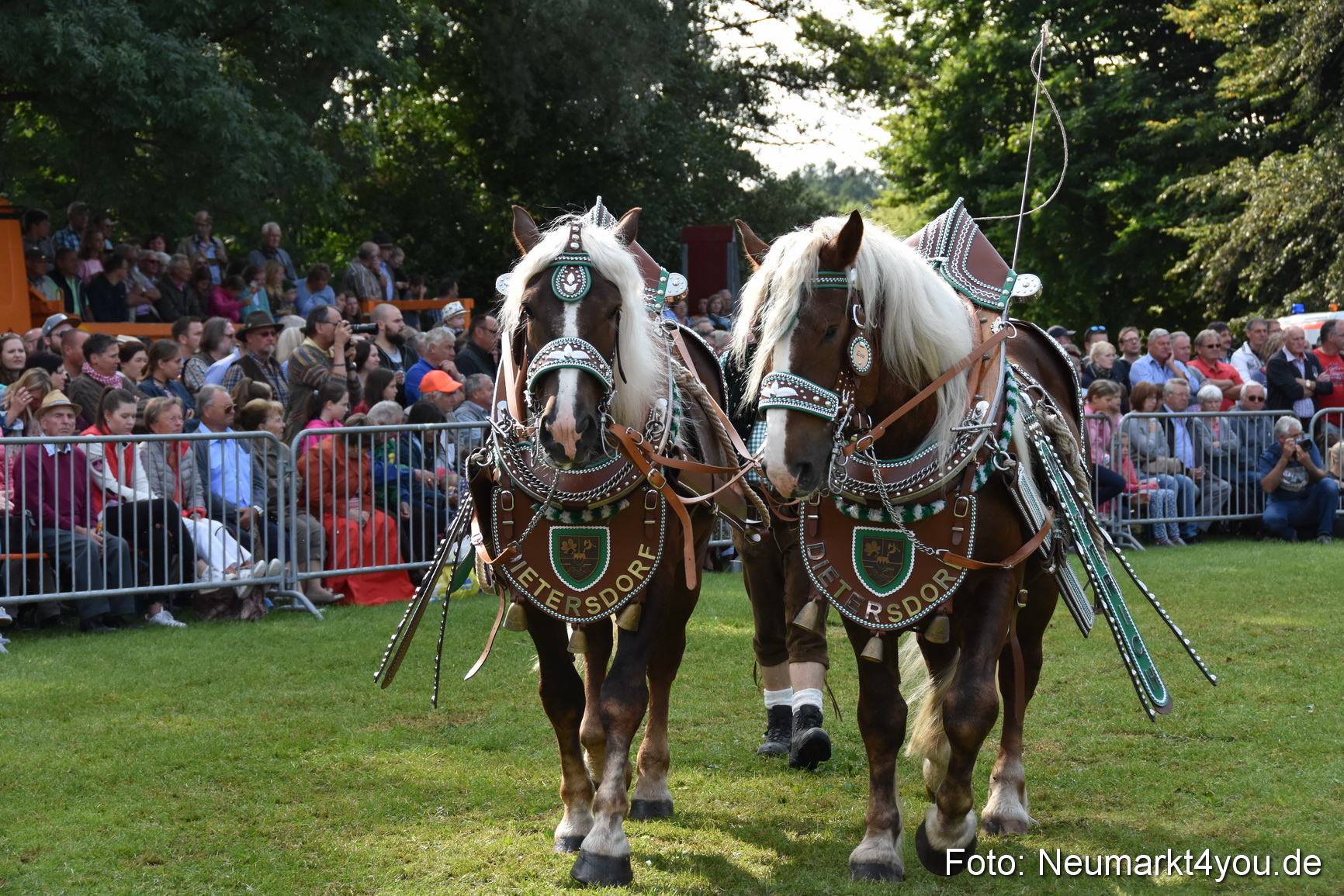 Pferde und Fohlenschau 2017 0136