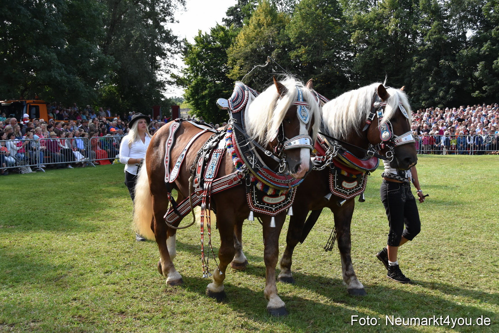 Pferde und Fohlenschau 2017 0137