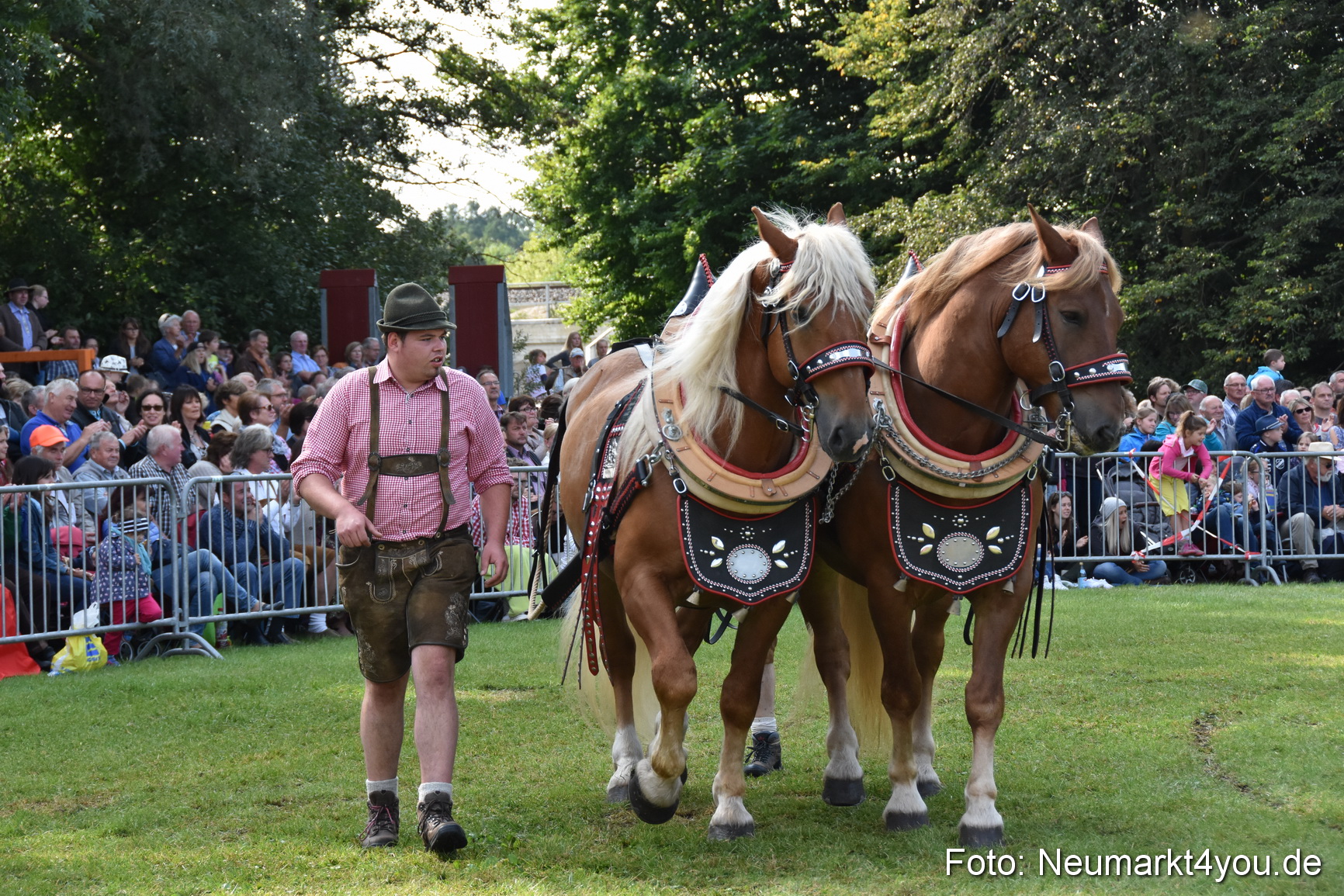 Pferde und Fohlenschau 2017 0138