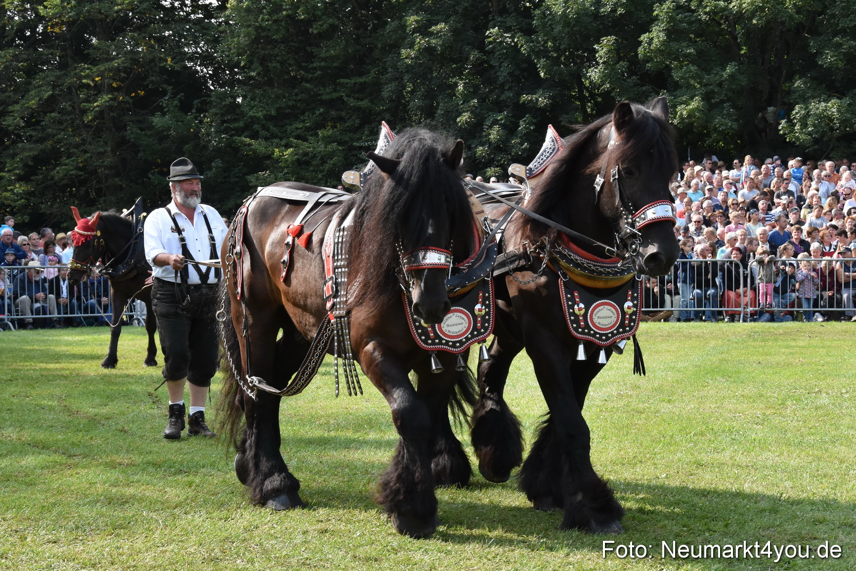 Pferde und Fohlenschau 2017 0139