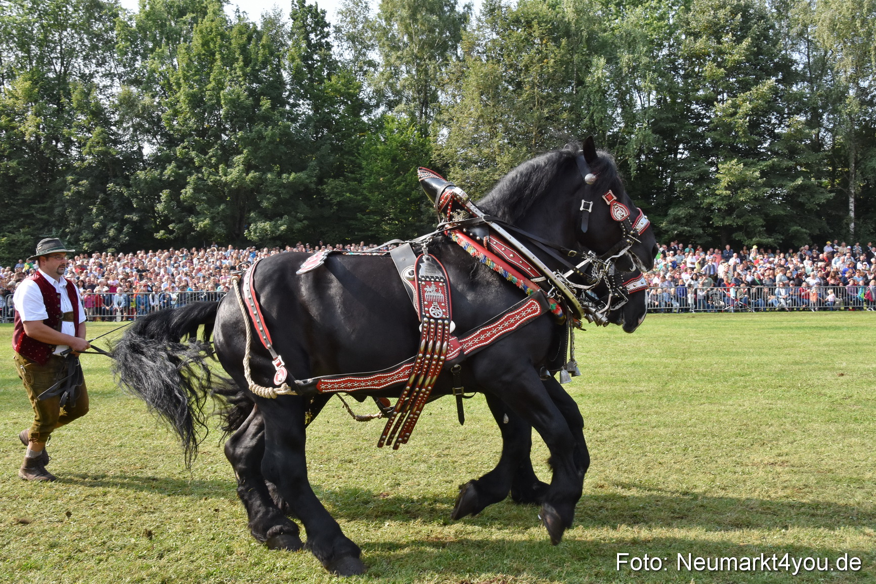 Pferde und Fohlenschau 2017 0141