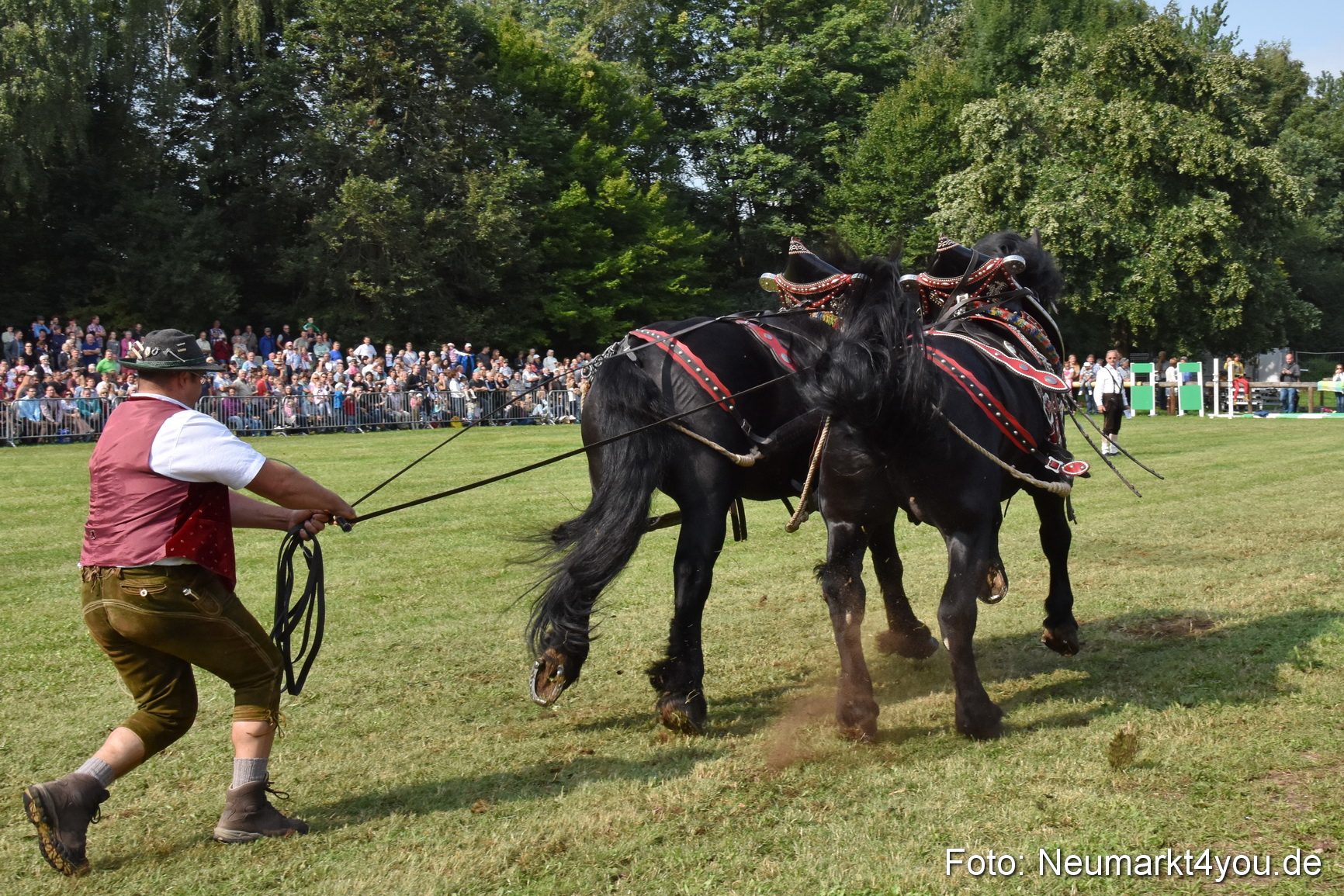 Pferde und Fohlenschau 2017 0142
