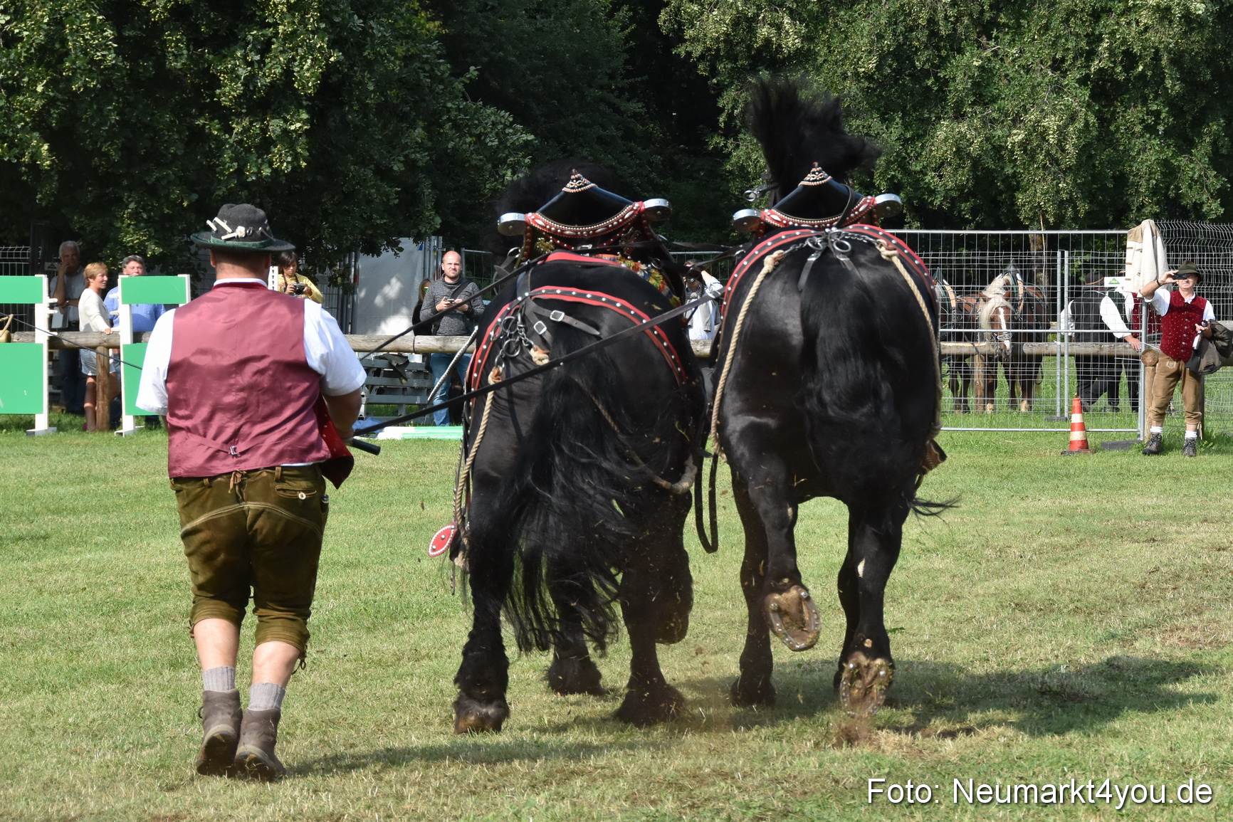 Pferde und Fohlenschau 2017 0143