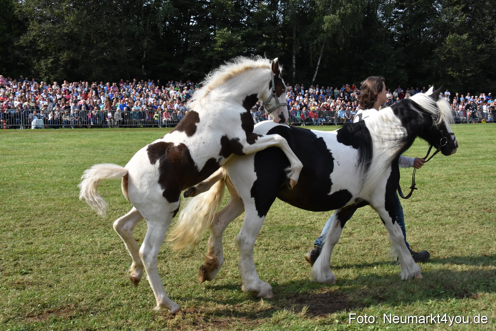 Pferde und Fohlenschau 2017 0145