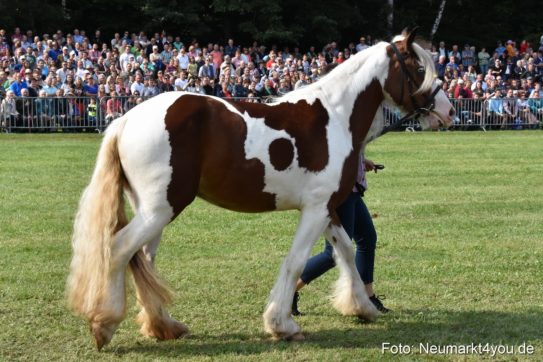 Pferde und Fohlenschau 2017 0146