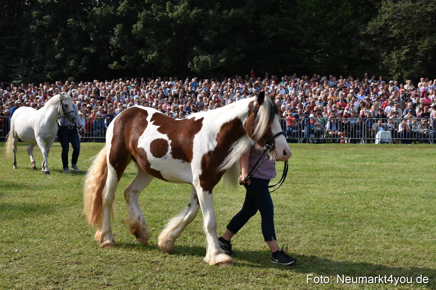 Pferde und Fohlenschau 2017 0148