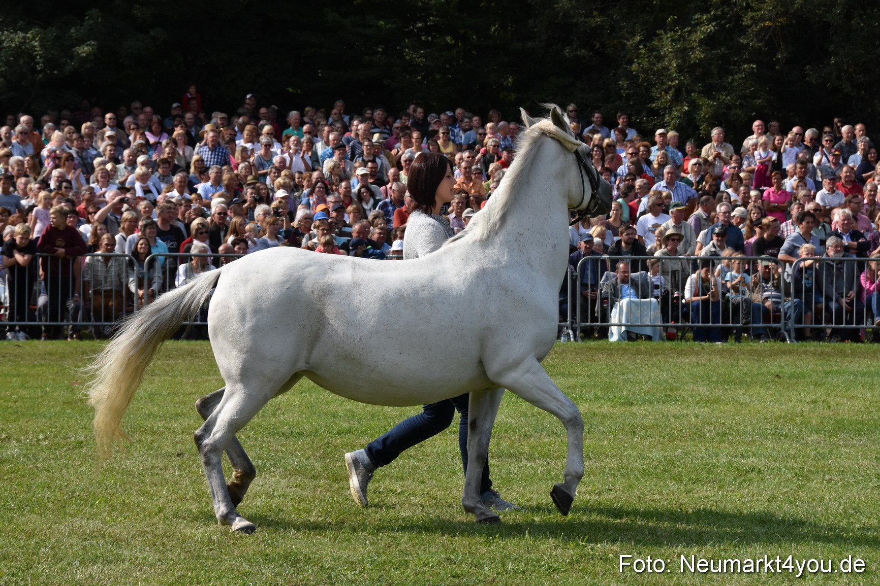 Pferde und Fohlenschau 2017 0149
