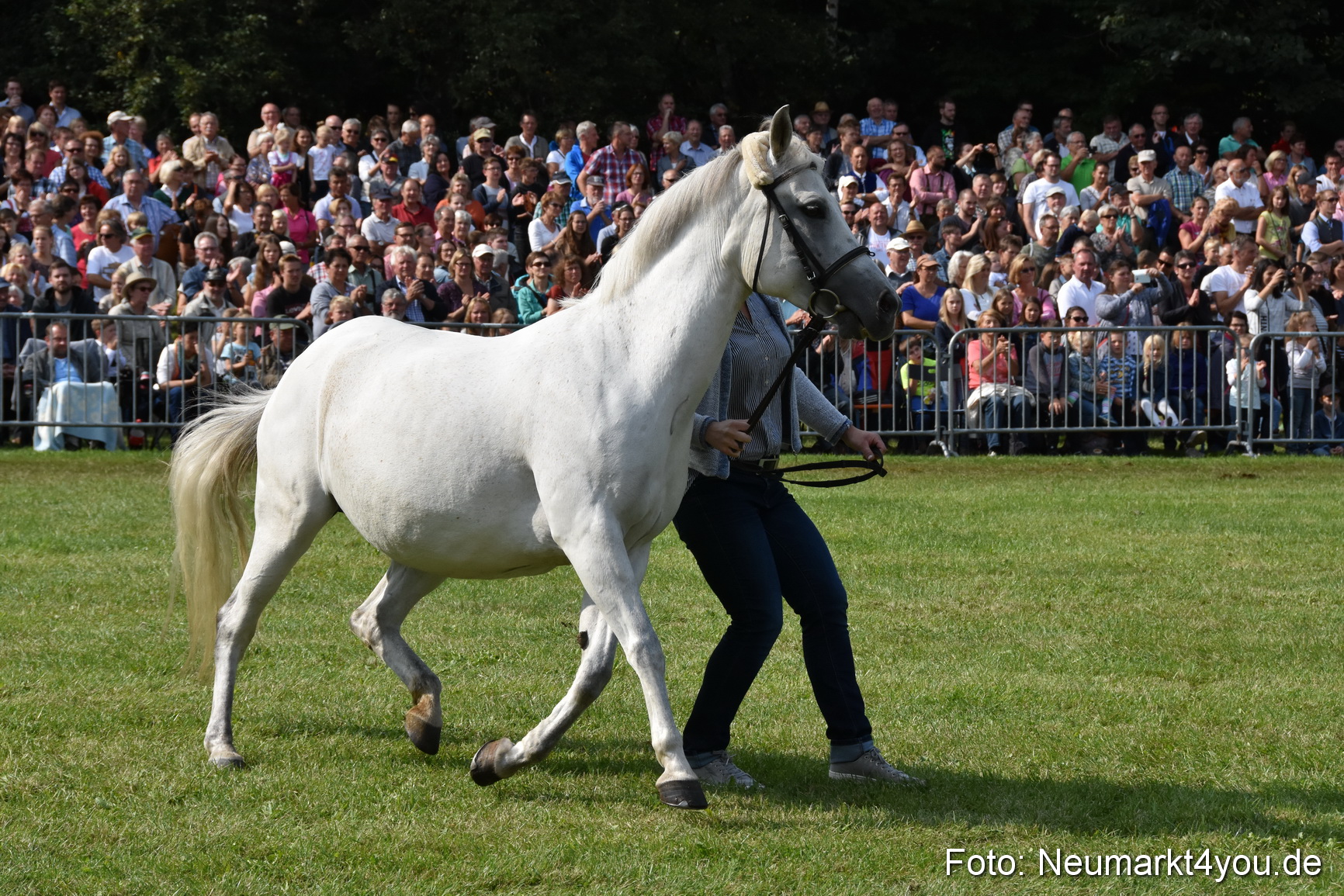 Pferde und Fohlenschau 2017 0151