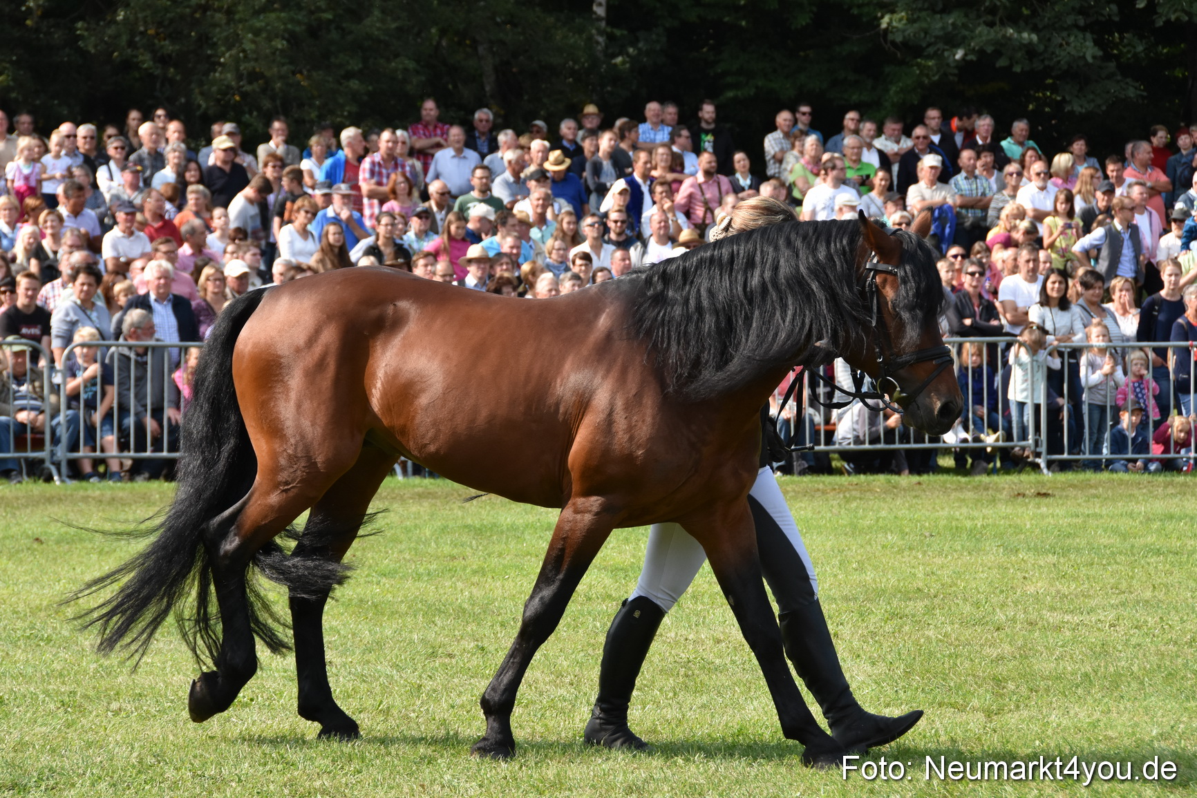 Pferde und Fohlenschau 2017 0153