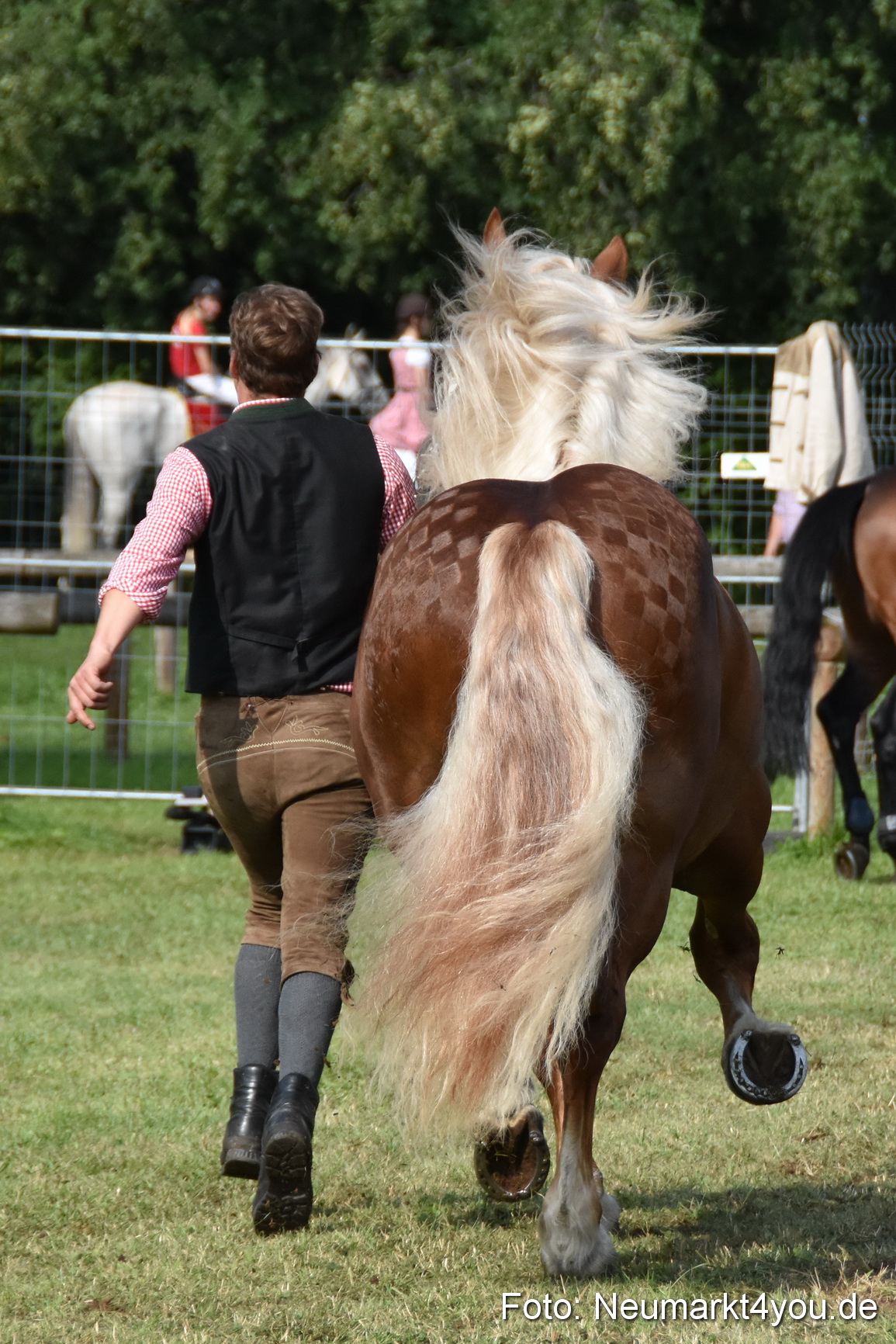 Pferde und Fohlenschau 2017 0158