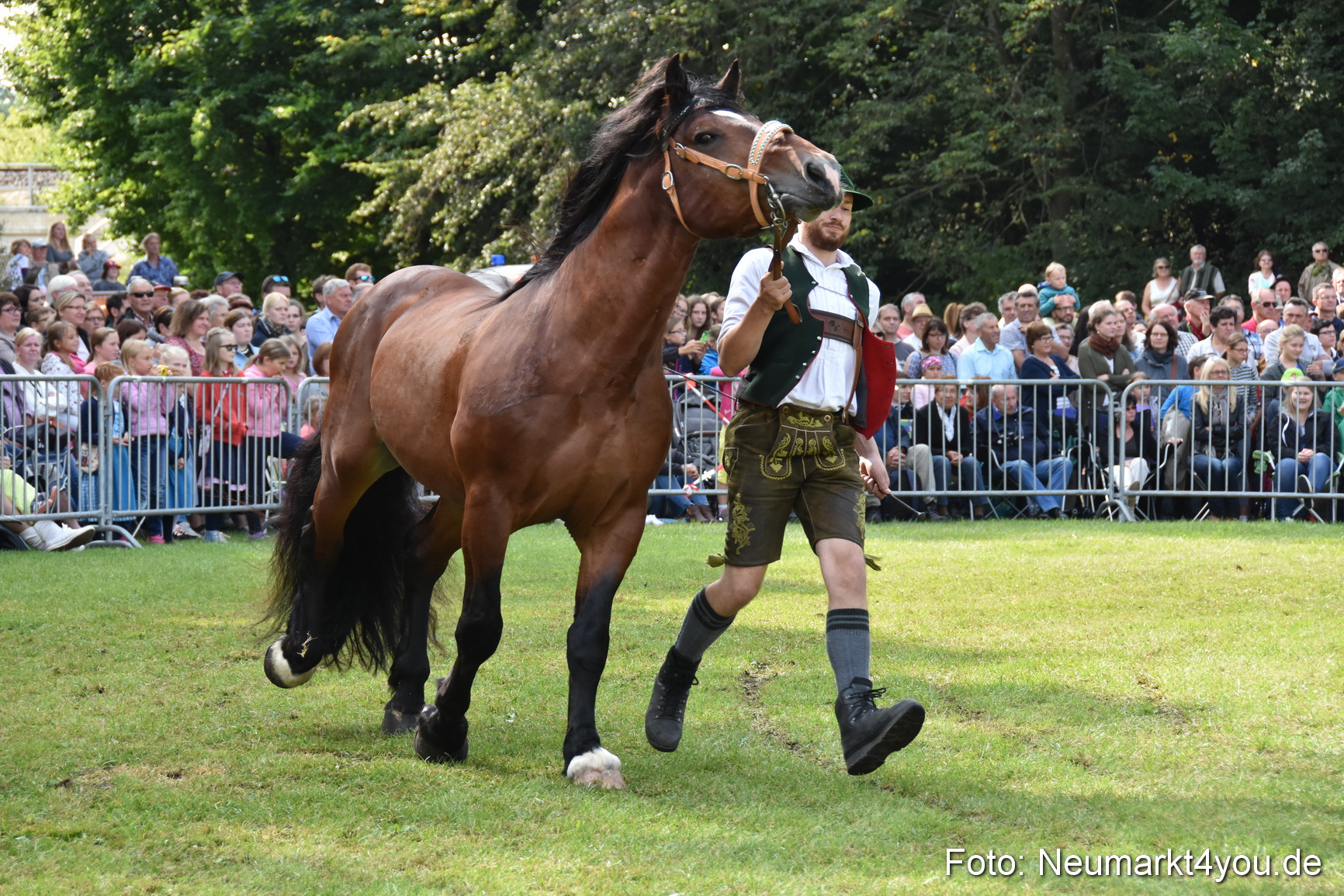 Pferde und Fohlenschau 2017 0159