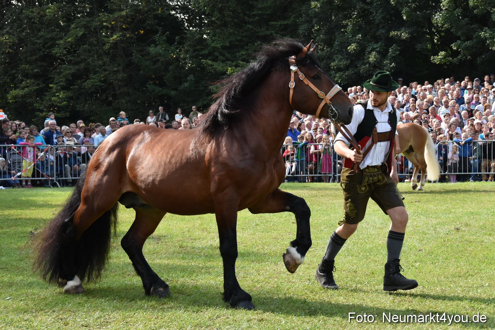 Pferde und Fohlenschau 2017 0160