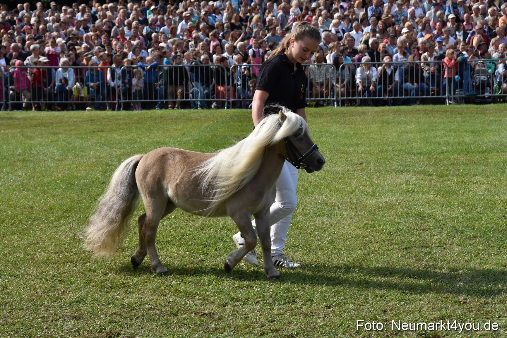 Pferde und Fohlenschau 2017 0161