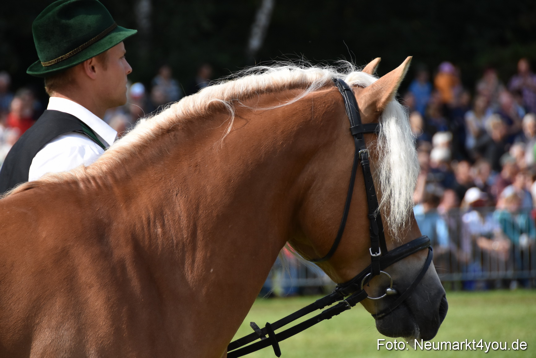 Pferde und Fohlenschau 2017 0162