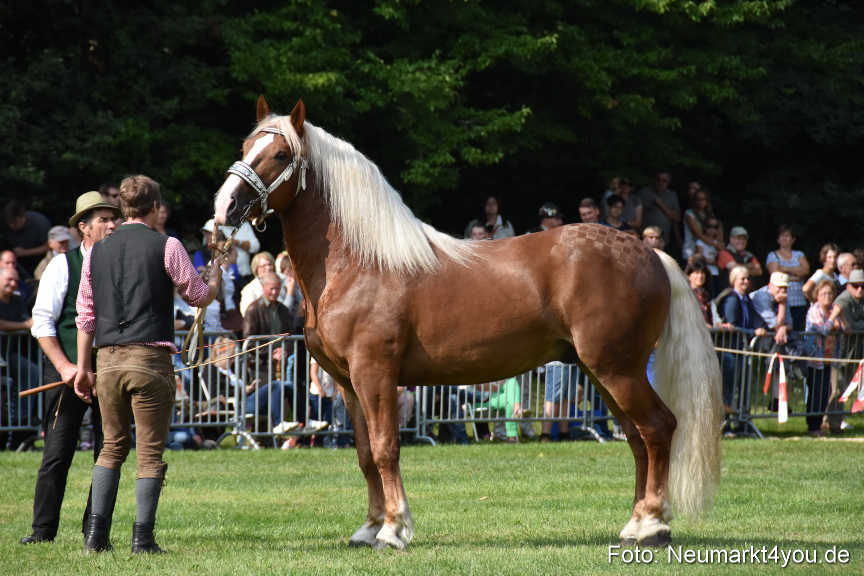 Pferde und Fohlenschau 2017 0164