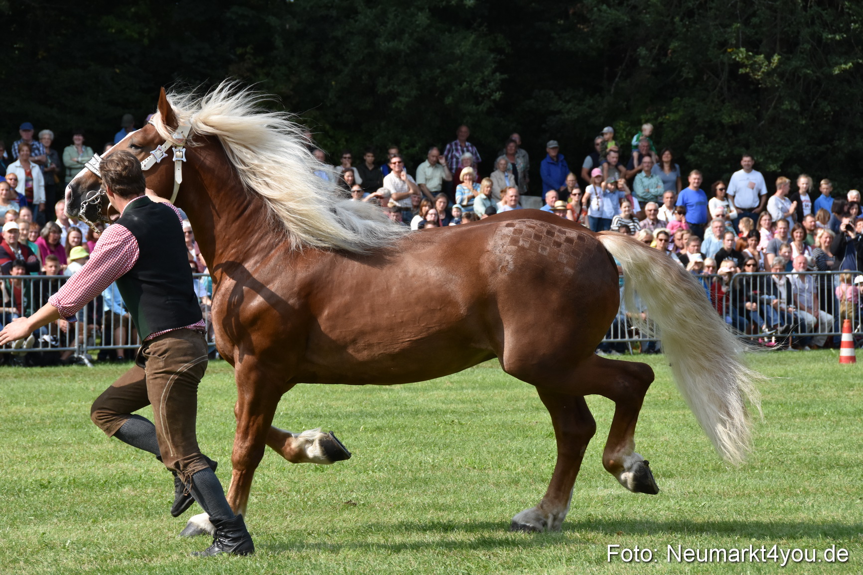 Pferde und Fohlenschau 2017 0166