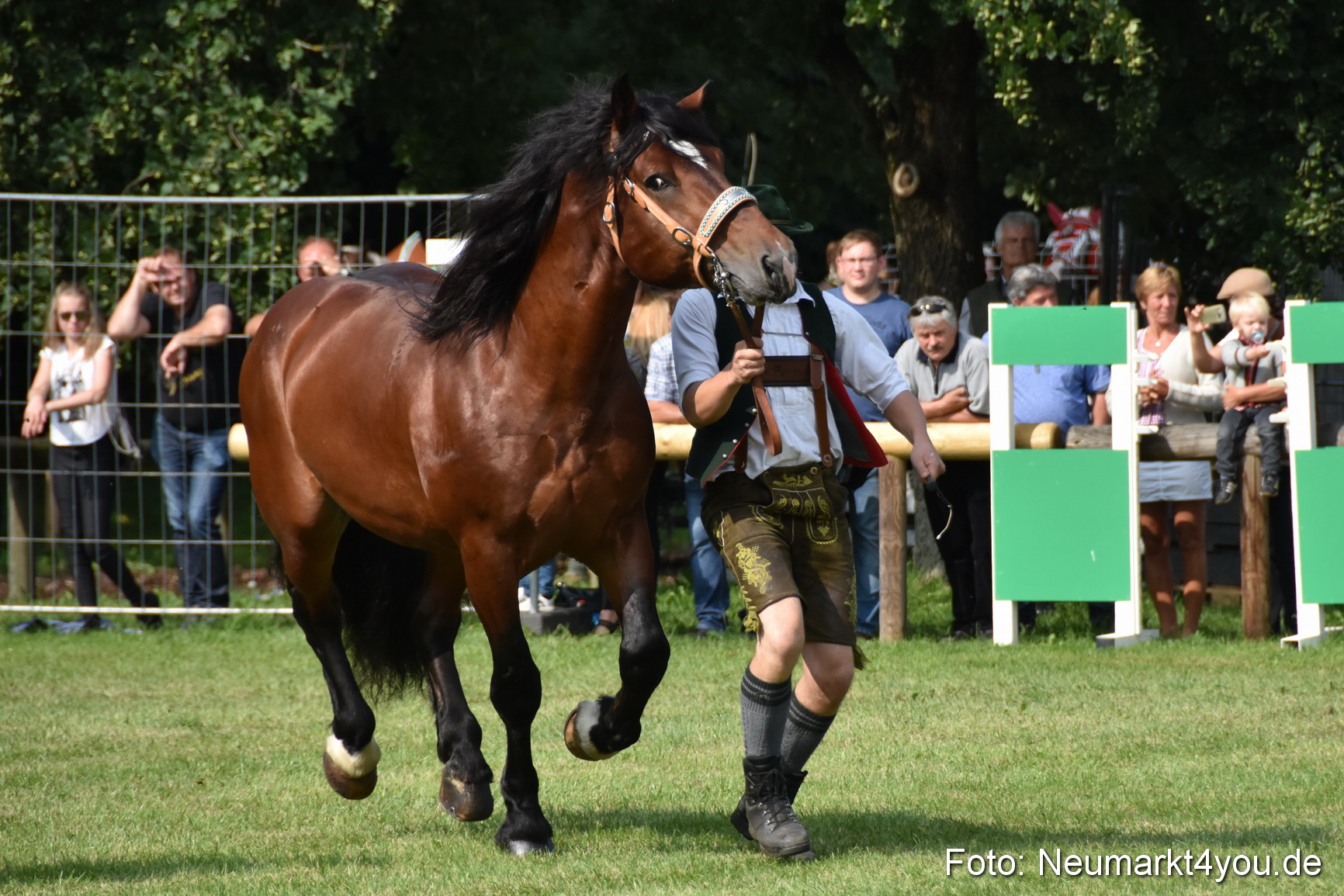 Pferde und Fohlenschau 2017 0167
