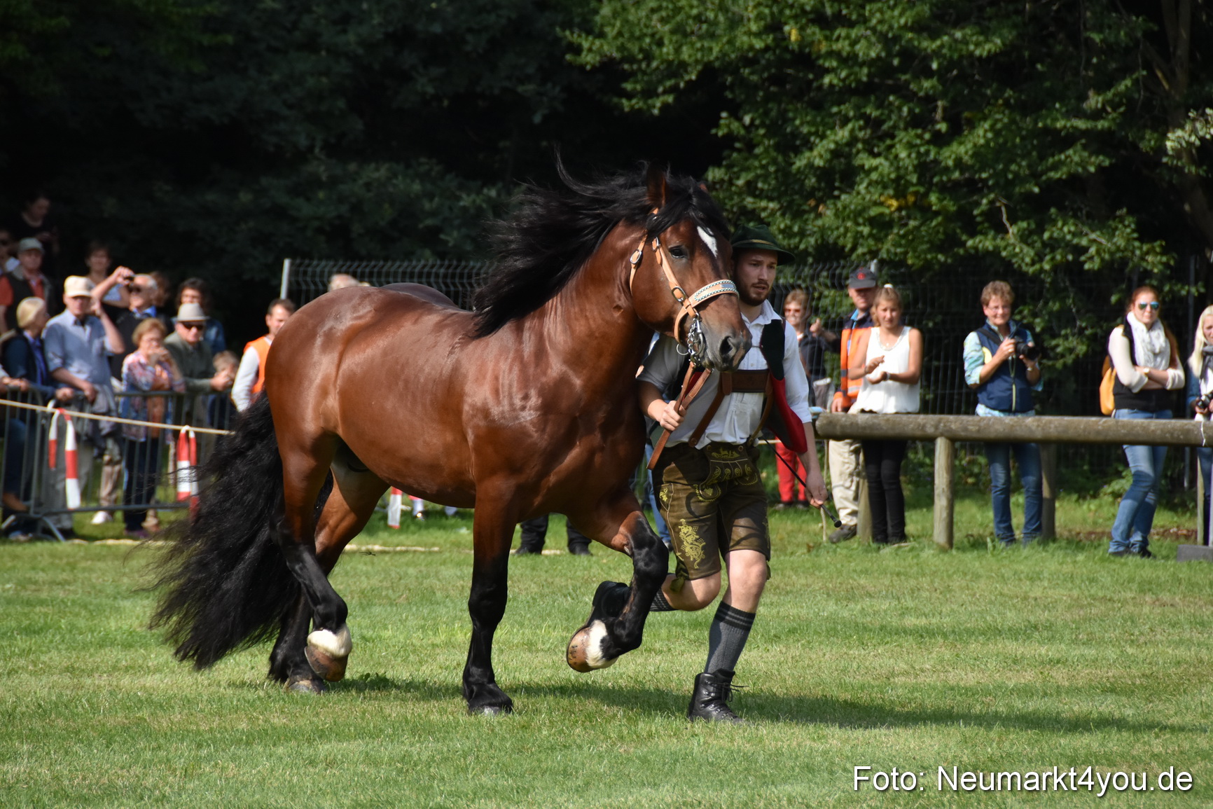 Pferde und Fohlenschau 2017 0168