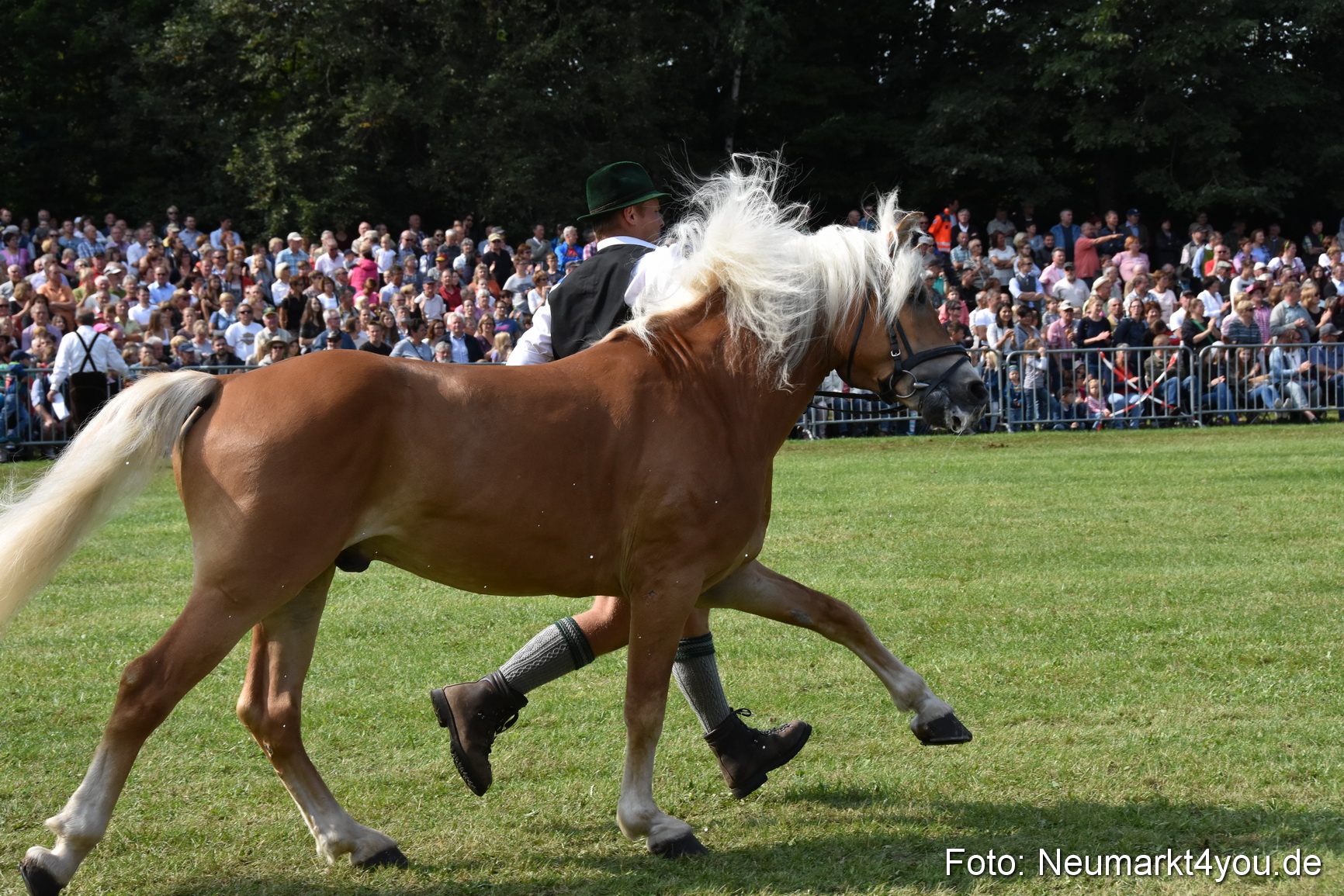 Pferde und Fohlenschau 2017 0174